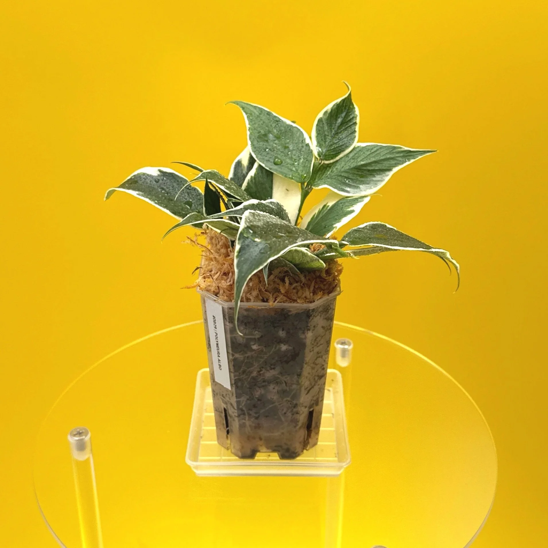 Hoya Polyneura Albomarginata | Shop Rare Hoya Houseplants in Sydney, Australia | Melty Plants E-Store, Online