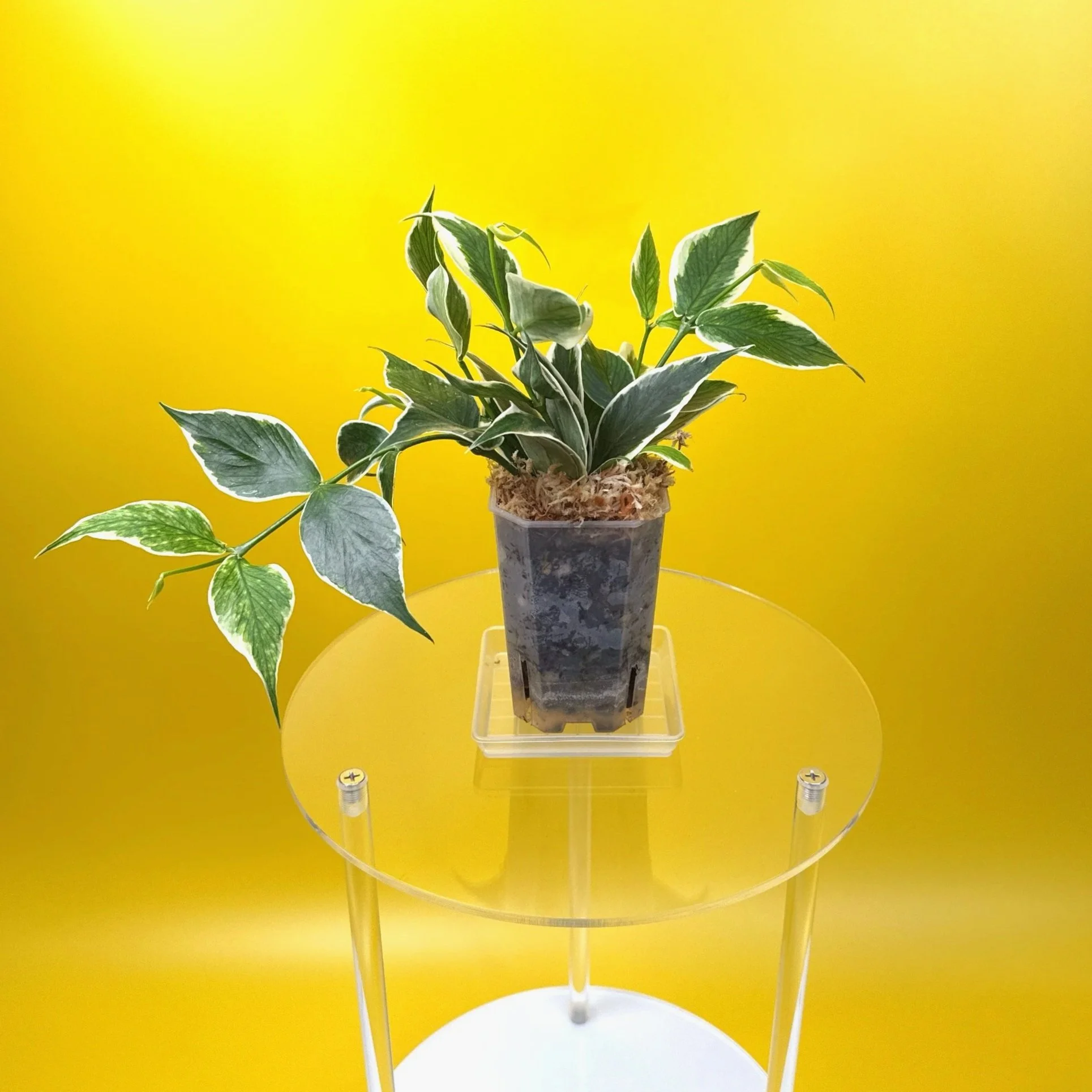 Hoya Polyneura Albomarginata | Shop Rare Hoya Houseplants in Sydney, Australia | Melty Plants E-Store, Online