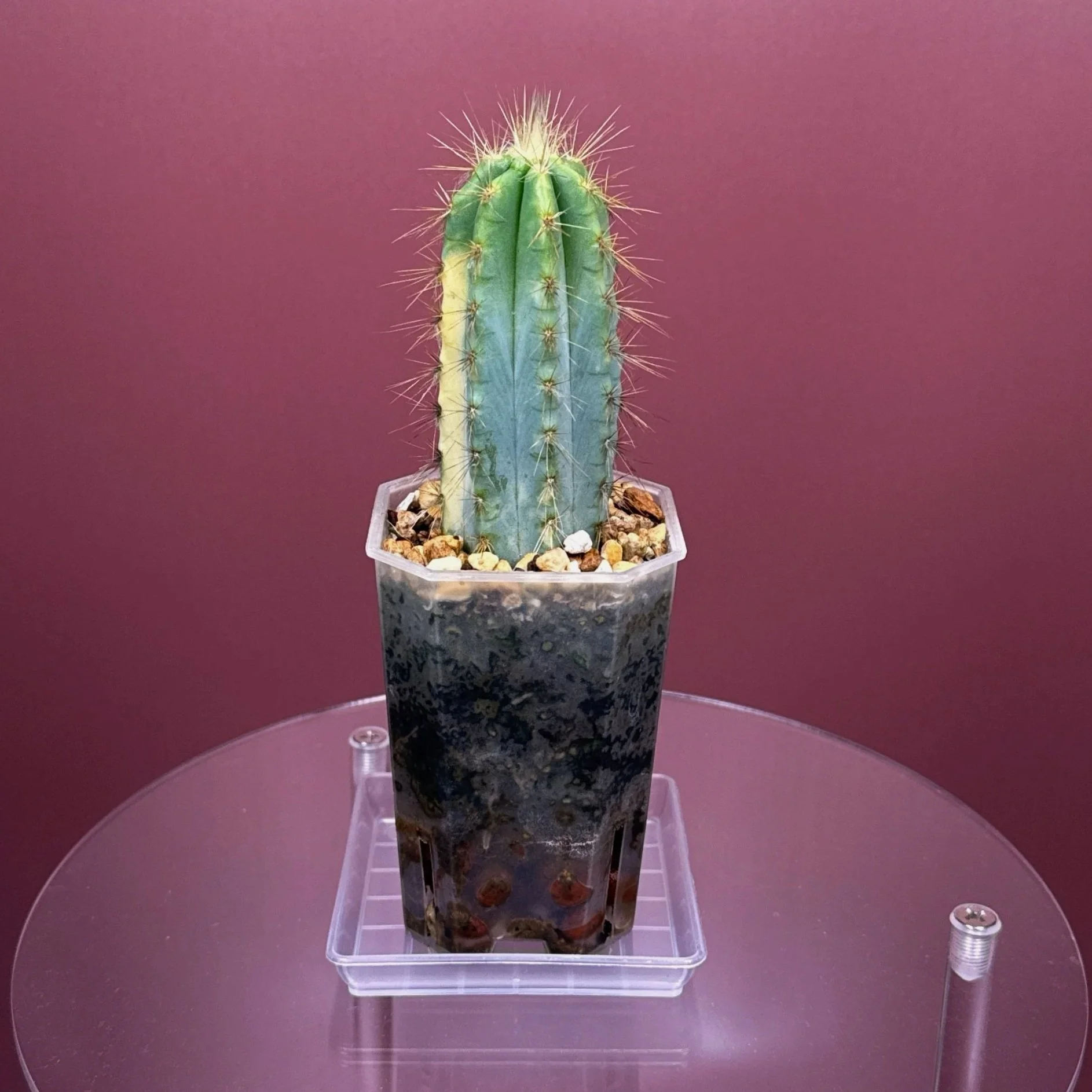 Highly desired and ultra rare Cactus Pilosocereus Pachycladus﻿ Variegated in a medium square sized clear pot for sale from Melty Plants Australia Sydney online store.
