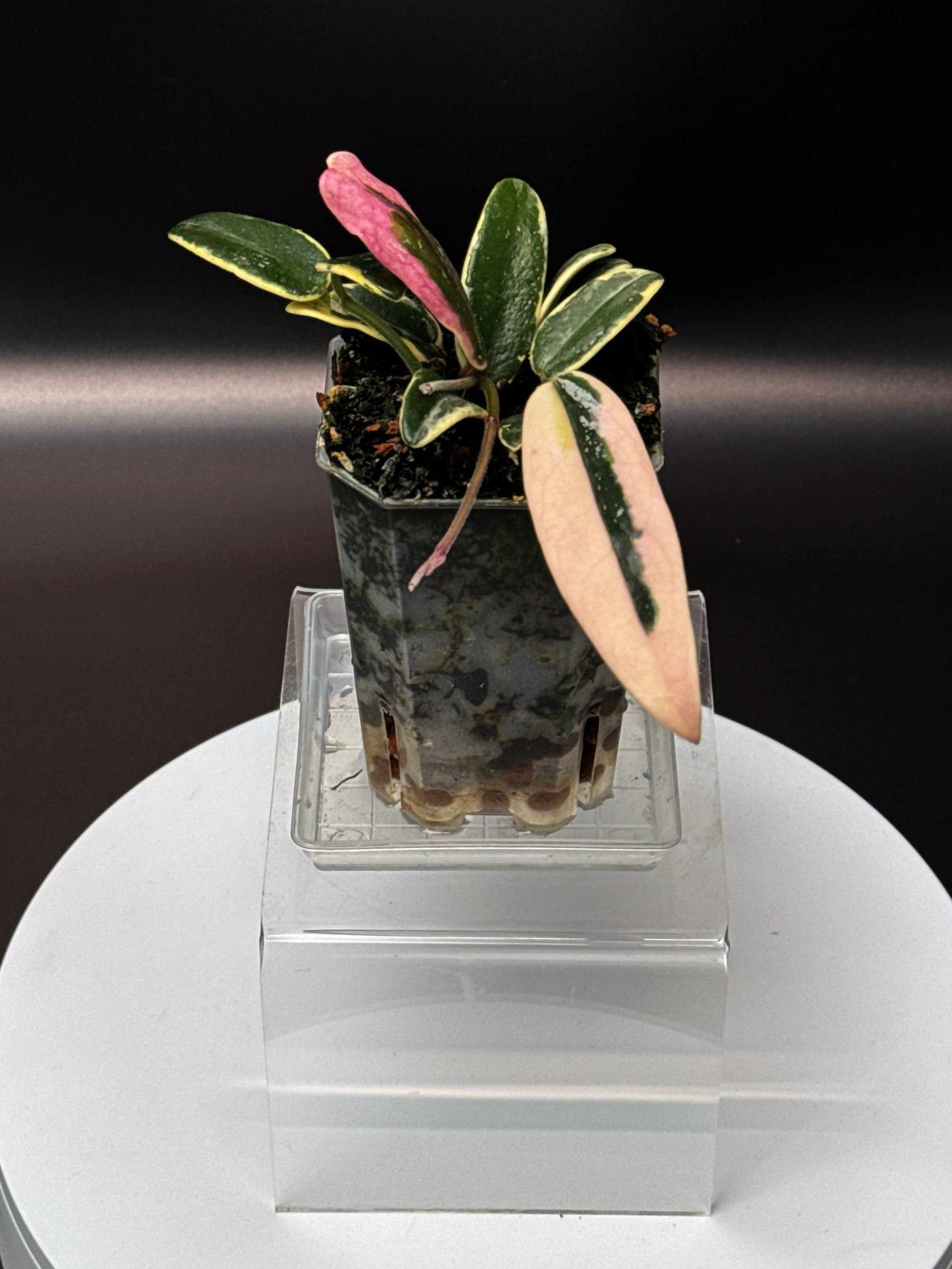 Hoya Lyi Pink Prism Albomarginata multi-planted in a Small Square Clear Pot for sale | Shop Rare Hoya Houseplants in Sydney, Australia | Melty Plants E-Store, Online