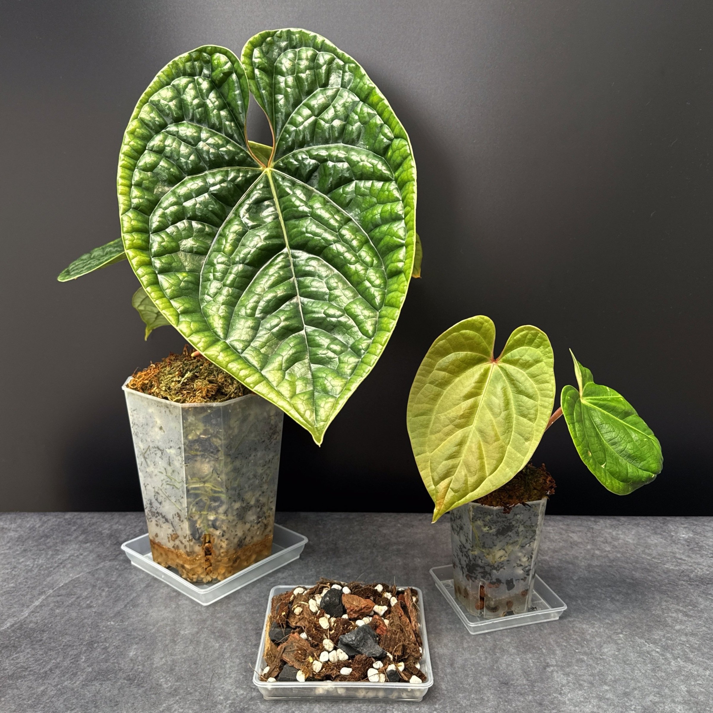 MELTY MIX FOR MATURE AND ESTABLISHED TROPICAL HOUSEPLANTS | CUSTOM SOILLESS POTTING MIX IN A WHITE SEALED POUCH | MELTY PLANTS ONLINE STORE SYDNEY AUSTRALIA