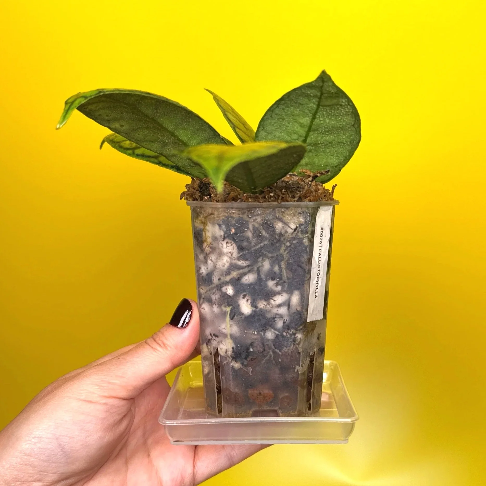 Hoya Callistophylla sp. Kalimantan | Shop Rare Hoya Plants in Sydney, Australia | Melty Plants Australia E-Store, Online
