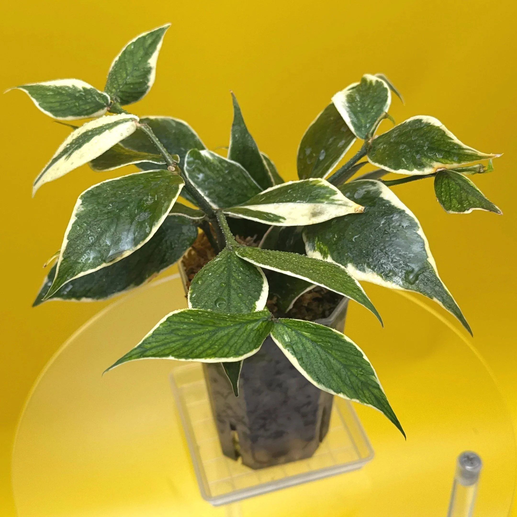 Hoya Polyneura Albomarginata | Shop Rare Hoya Houseplants in Sydney, Australia | Melty Plants E-Store, Online