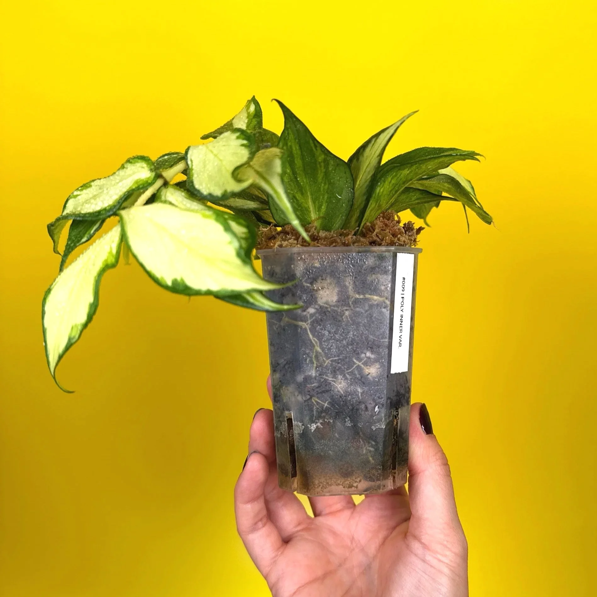 Hoya Polyneura Albomarginata Inner Variegated multi-planted in Small Square Clear Pot for sale | Shop Rare Variegated Hoya Houseplants in Sydney, Australia | Melty Plants E-Store, Online