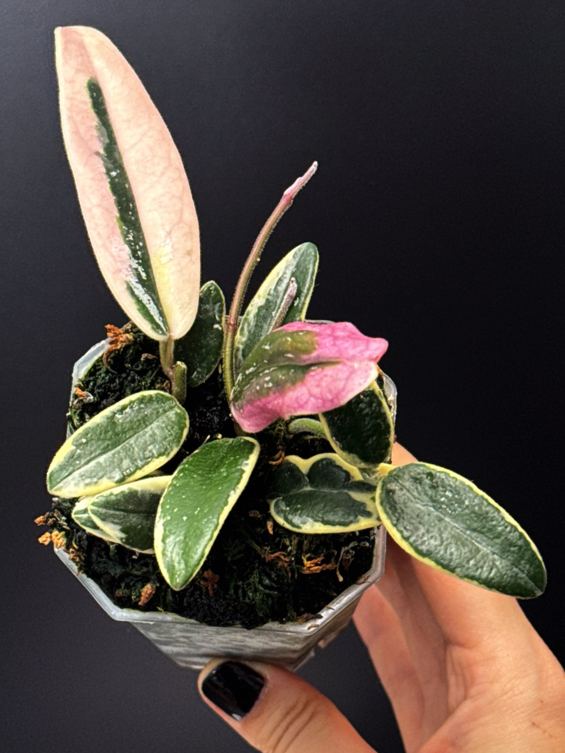 Hoya Lyi Pink Prism Albomarginata multi-planted in a Small Square Clear Pot for sale | Shop Rare Hoya Houseplants in Sydney, Australia | Melty Plants E-Store, Online