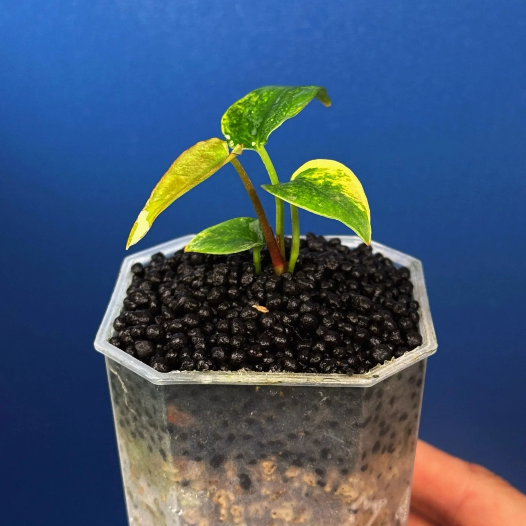 Anthurium (Var. Forgetii x Dark Pap) x Aus Black Cherry Red – Variegated | Shop Ultra Rare Variegated Anthuriums online from Sydney, Australia | Melty Plants E-Store, Online