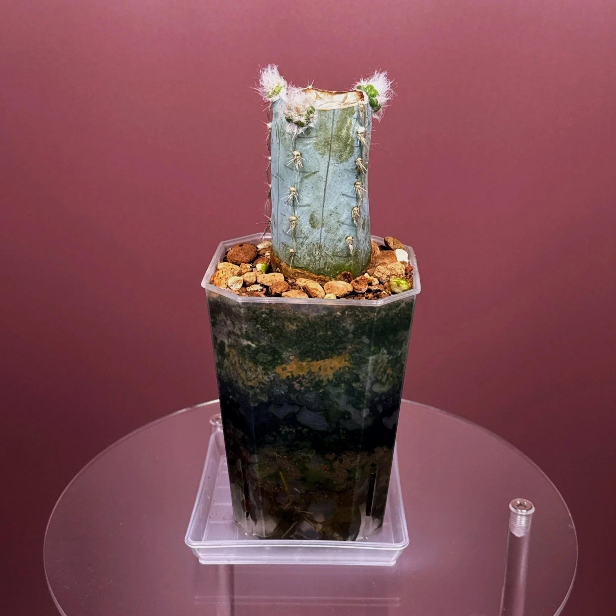 Rare Cactus Pilosocereus Pachycladus﻿ 'Woolly Blue Torch' in a medium clear square pot for sale on Melty Plants Australia online store in Sydney Australia.