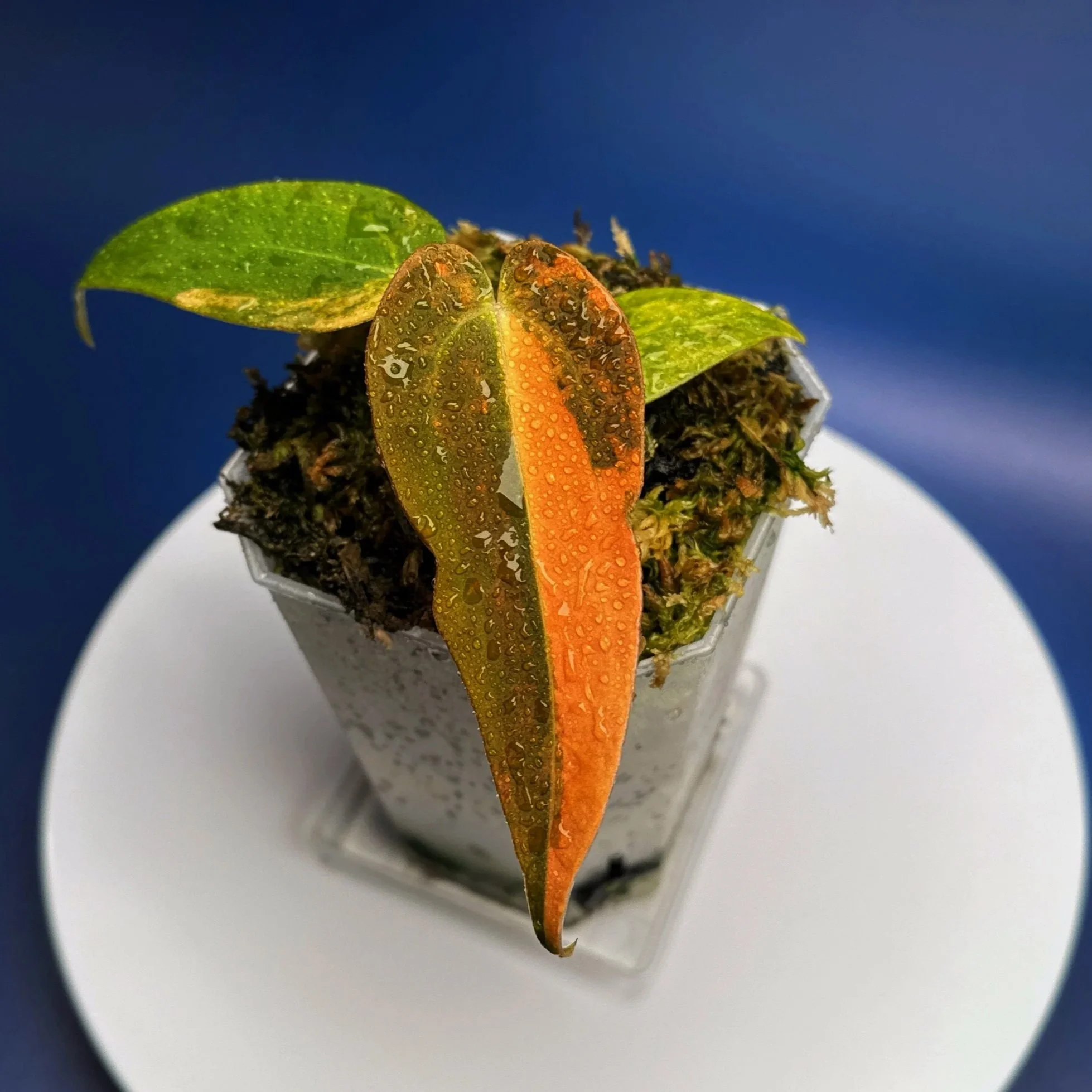 Anthurium (Var. Forgetii x Dark Pap) x Aus Black Cherry Red – Variegated | Shop Ultra Rare Variegated Anthuriums online from Sydney, Australia | Melty Plants E-Store, Online