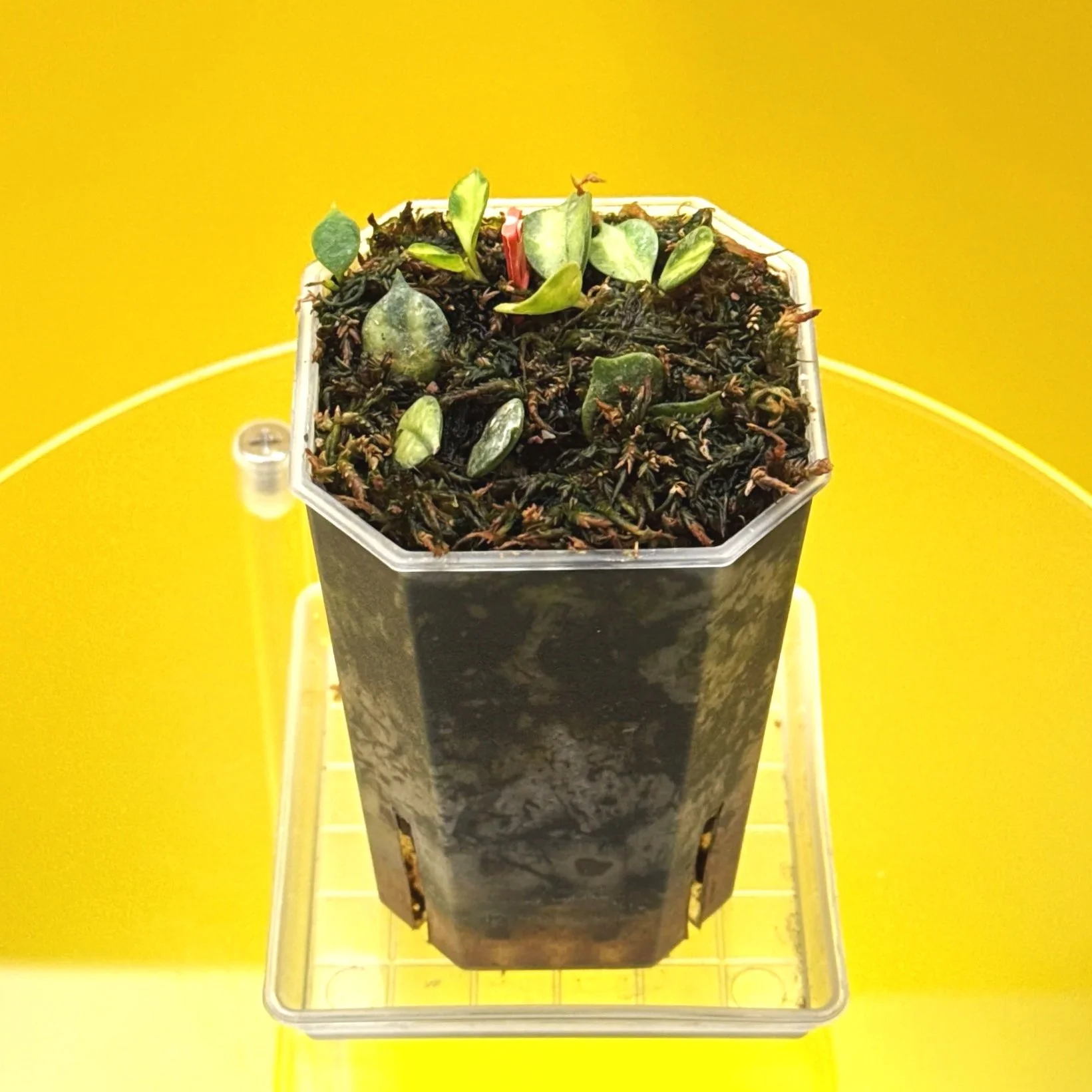 Hoya Curtisii Albomarginata multi-planted in a Small Square Clear Pot for sale | Shop Rare Hoya Houseplants in Sydney, Australia | Melty Plants E-Store, Online