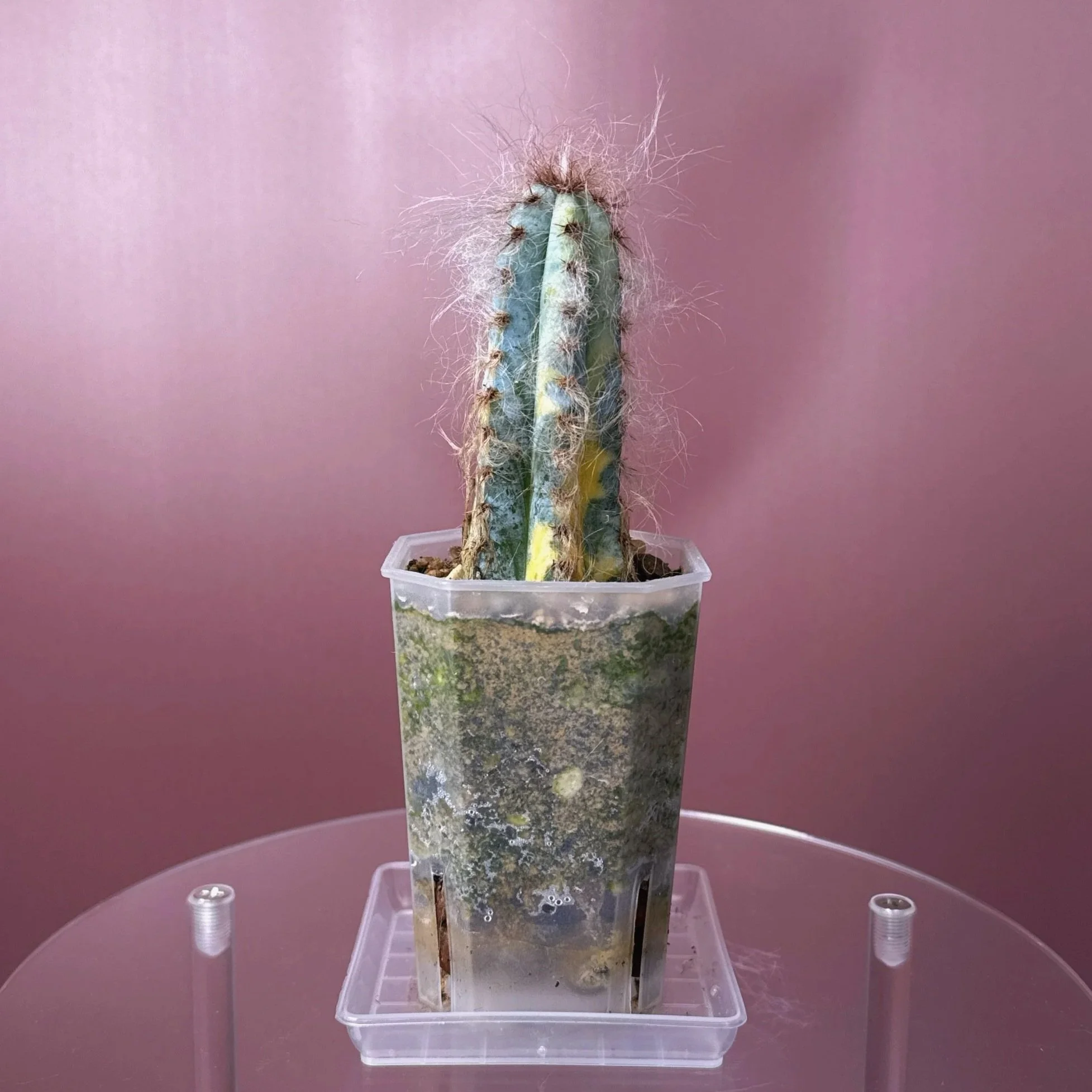 Pilosocereus Glaucescens Cv 'Heinz' Variegated | Shop rare and variegated Cacti in Sydney, Australia | Melty Plants E-Store, Online