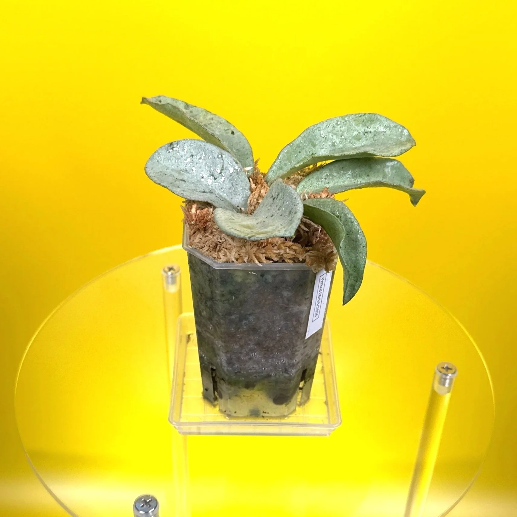 Hoya Carnosa Grey Ghost | Shop Rare Silver Hoya Houseplants | Melty Plants Australia