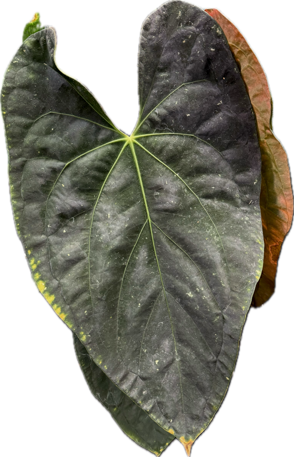 ANTHURIUM DARK PHOGETII | ANTHURIUM DARK PHOENIX X DARK FORGETII | SHOP AUSTRALIAN ANTHURIUM HYBRID | MELTY PLANTS E-STORE ONLINE, SYDNEY AUSTRALIA (Copy)