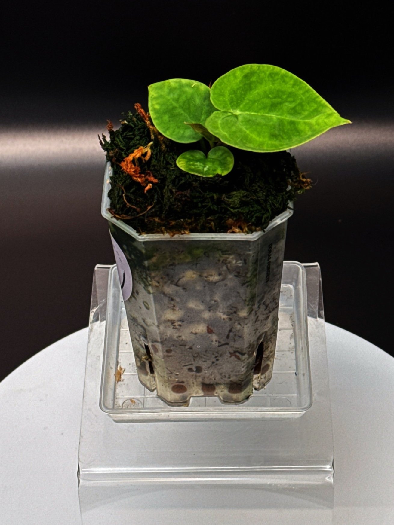 ANTHURIUM DORAS FORGETII | ANTHURIUM DORAYAKI X DARK FORGETII | SHOP RARE AUSTRALIAN ANTHURIUM HYBRID HOUSEPLANTS | MELTY PLANTS E-STORE, ONLINE