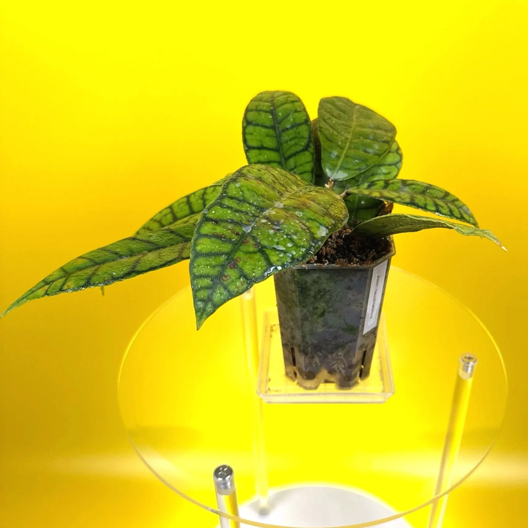 Hoya Callistophylla sp. Kalimantan | Shop Rare Hoya Plants in Sydney, Australia | Melty Plants Australia E-Store, Online