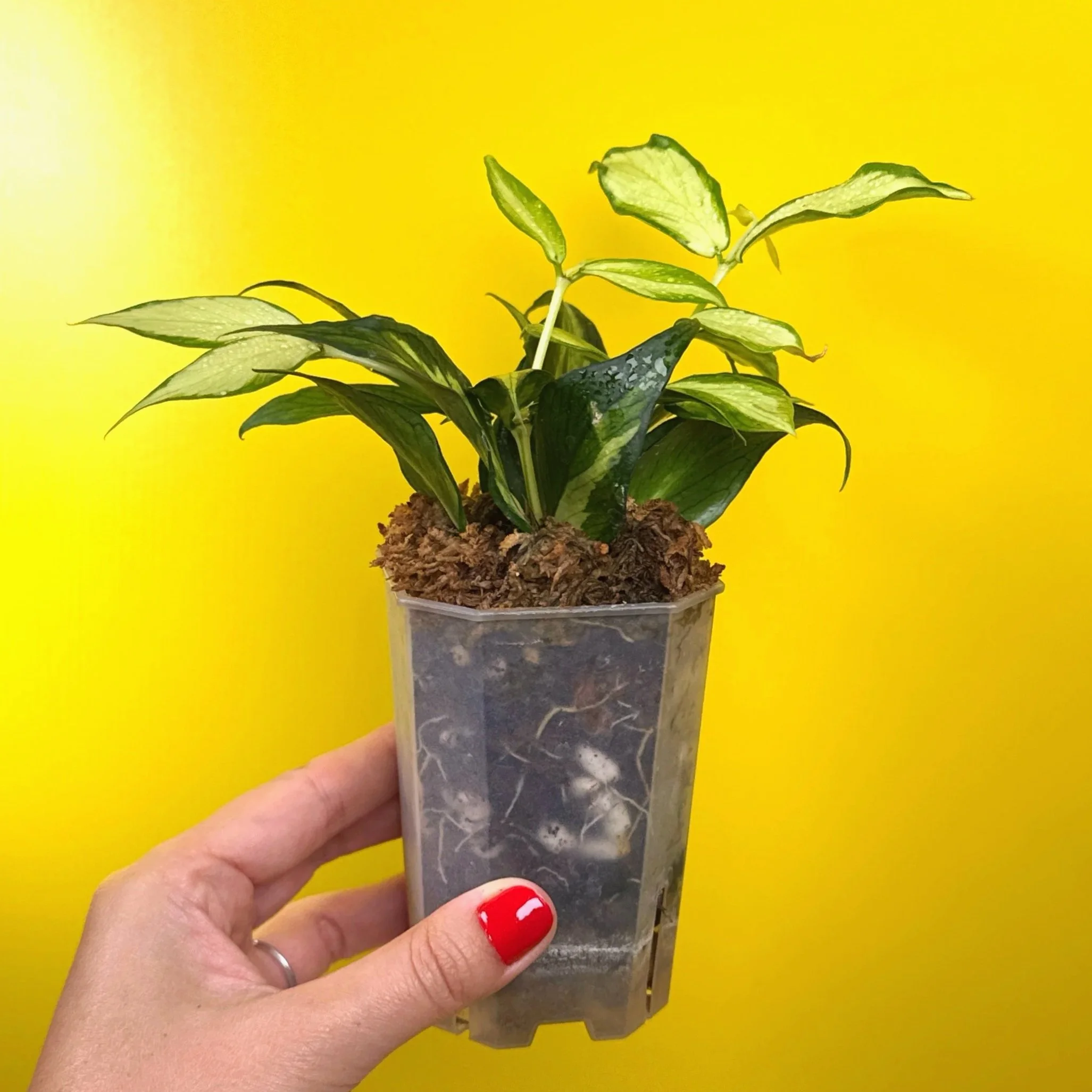 Hoya Polyneura Albomarginata Inner Variegated multi-planted in Small Square Clear Pot for sale | Shop Rare Variegated Hoya Houseplants in Sydney, Australia | Melty Plants E-Store, Online