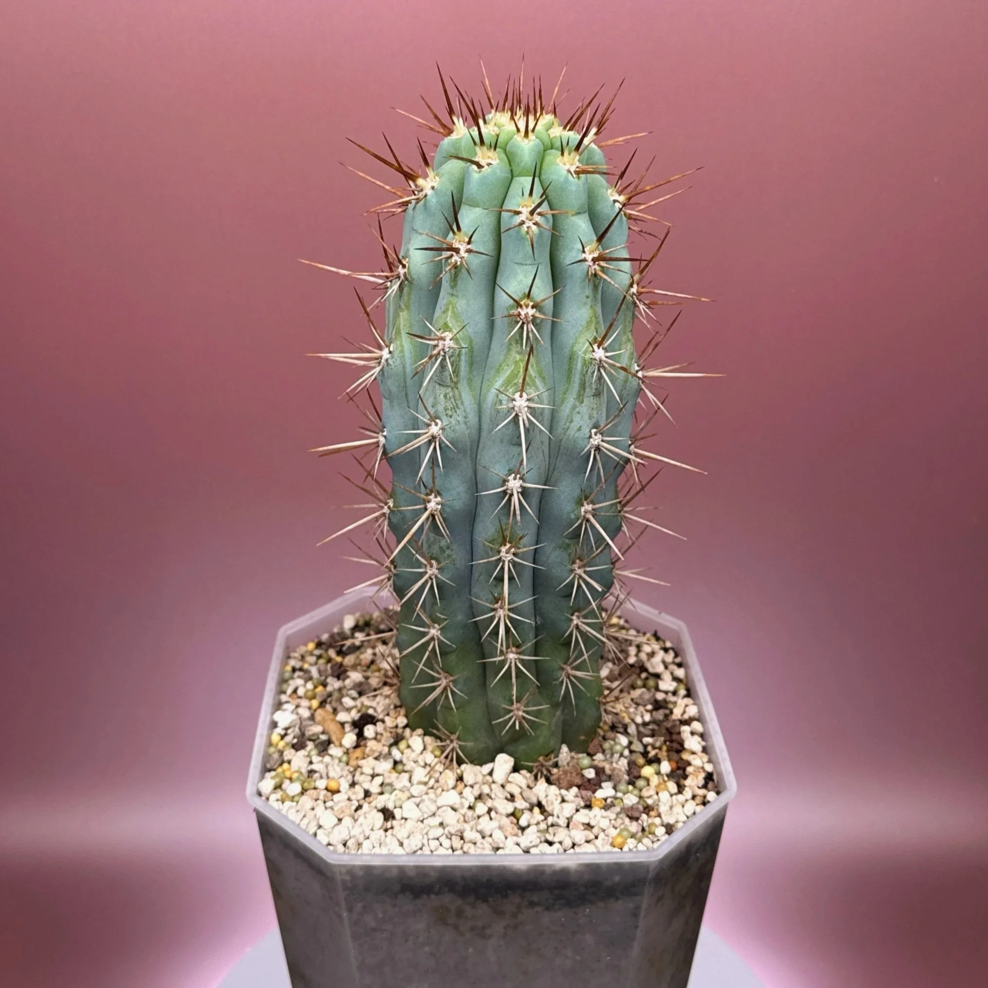 Cactus Azureocereus Hertlingianus 'Browningia Hertlingiana' | Shop Rare Blue Cacti in Sydney, Australia | Melty Plants E-Store, Online