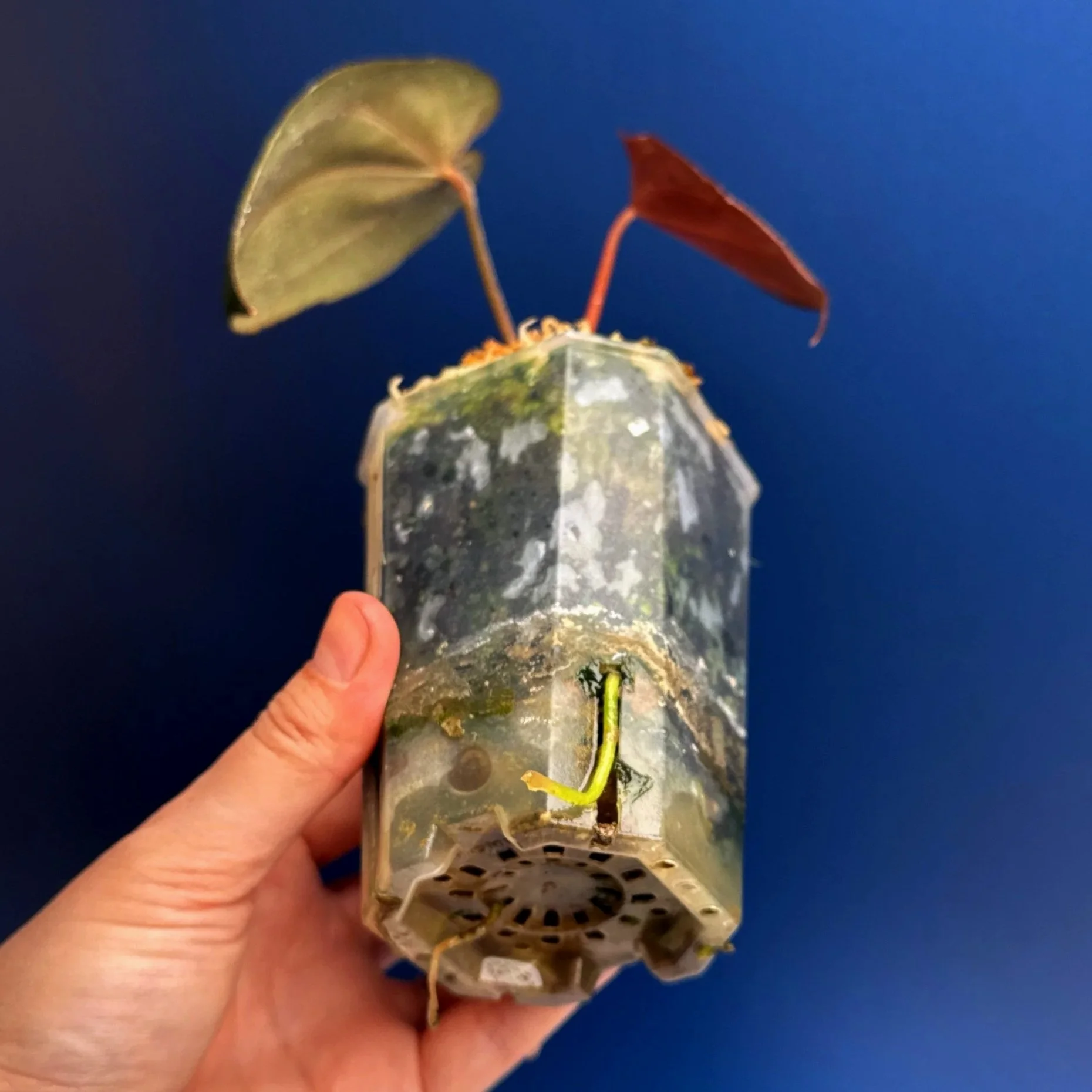Anthurium Magnificum x Red Vein Dark Phoenix | Shop Rare Anthuriums online from Sydney, Australia | Melty Plants E-Store, Online