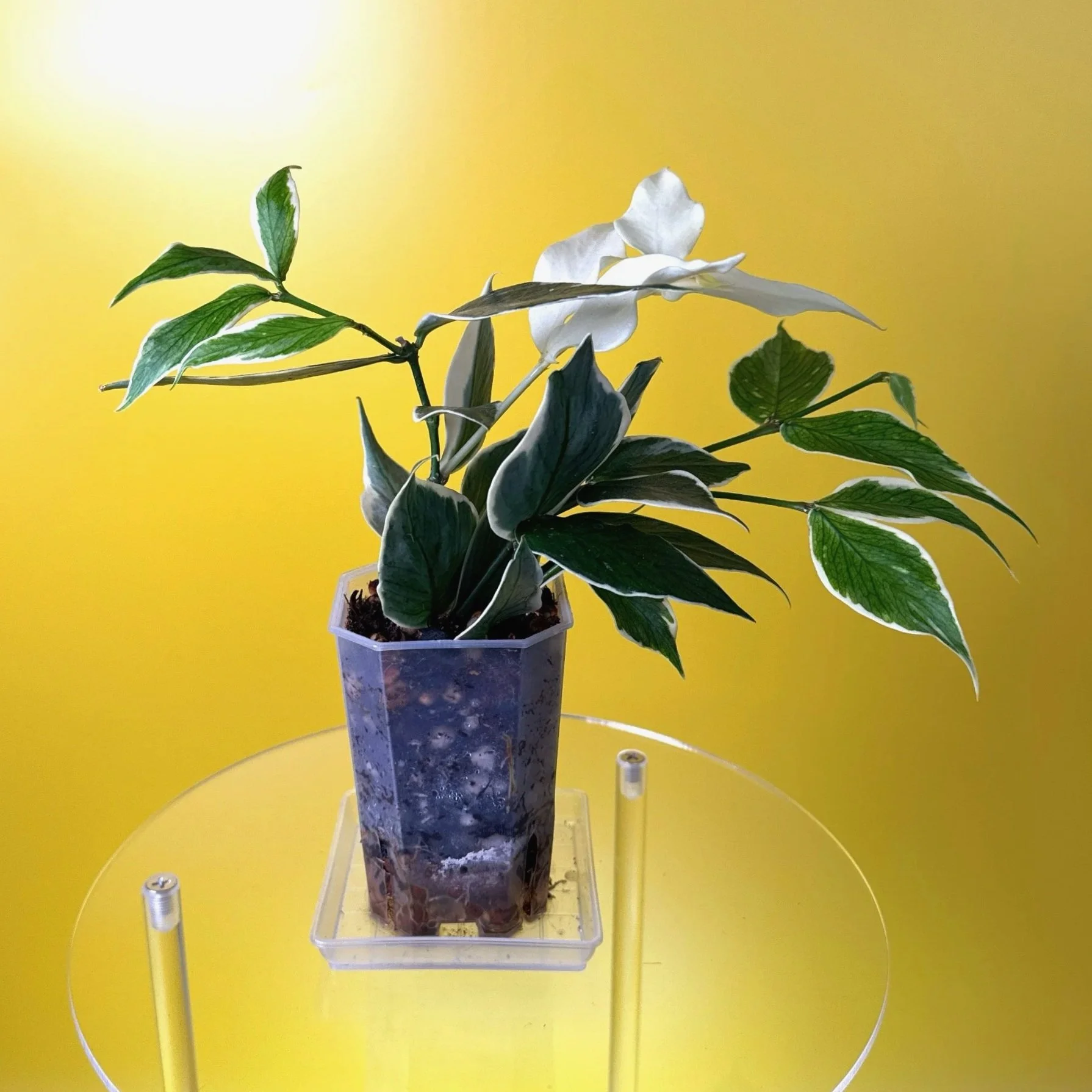 Hoya Polyneura Albomarginata | Shop Rare Hoya Houseplants in Sydney, Australia | Melty Plants E-Store, Online