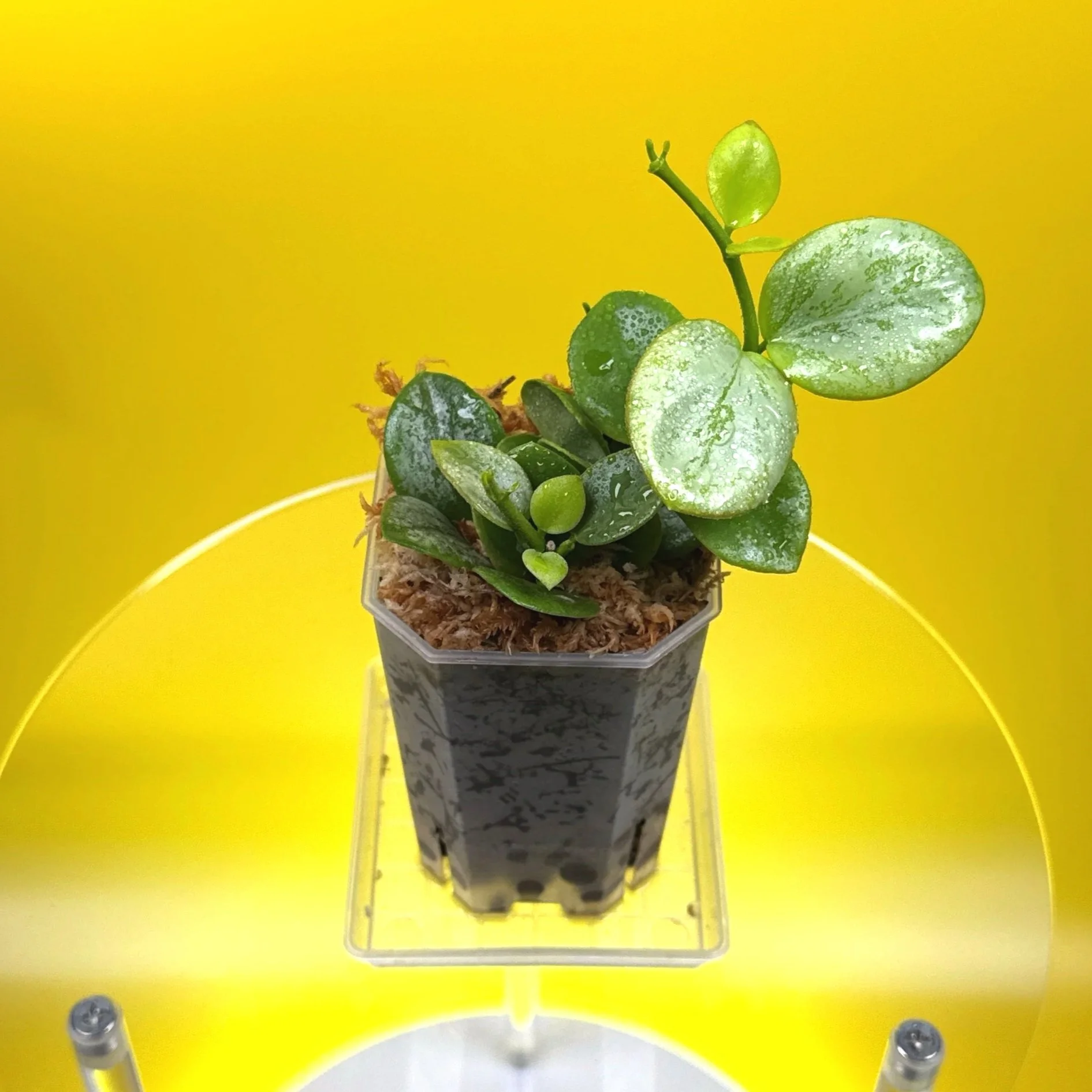 Hoya Collina in a small clear square pot for sale | Shop Rare Hoya Plants in Sydney, Australia | Melty Plants E-Store, Online