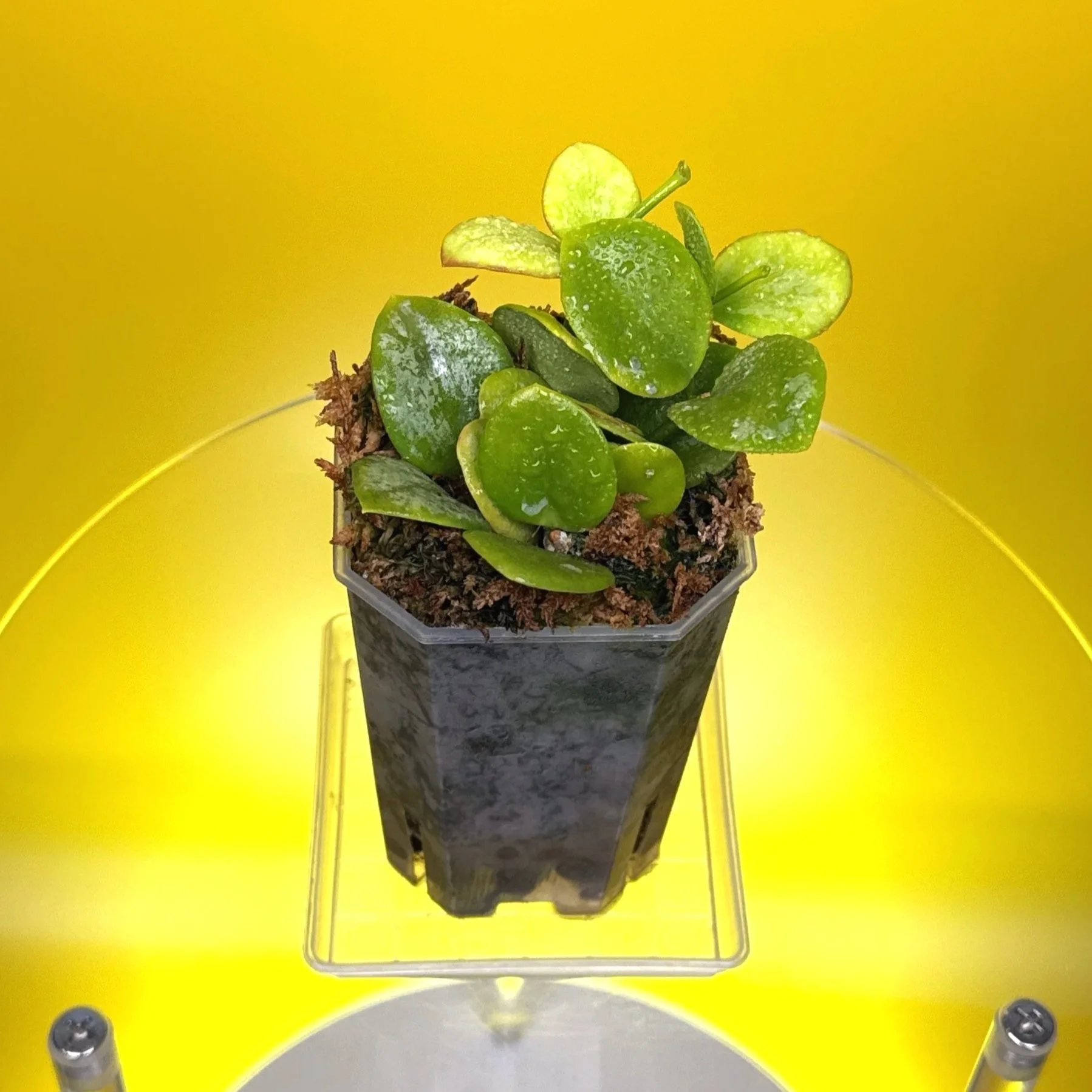 Hoya Collina in a small clear square pot for sale | Shop Rare Hoya Plants in Sydney, Australia | Melty Plants E-Store, Online