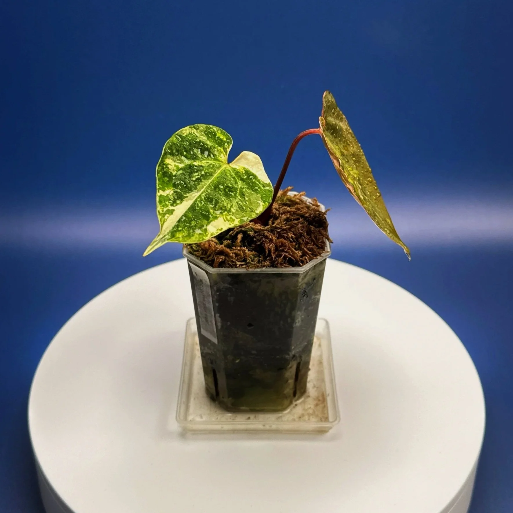 Anthurium Variegated Magnificum x Red Vein Dark Phoenix – Variegated 'PHOENIX R' | Shop Ultra Rare Variegated Anthuriums online from Sydney, Australia | Melty Plants E-Store, Online