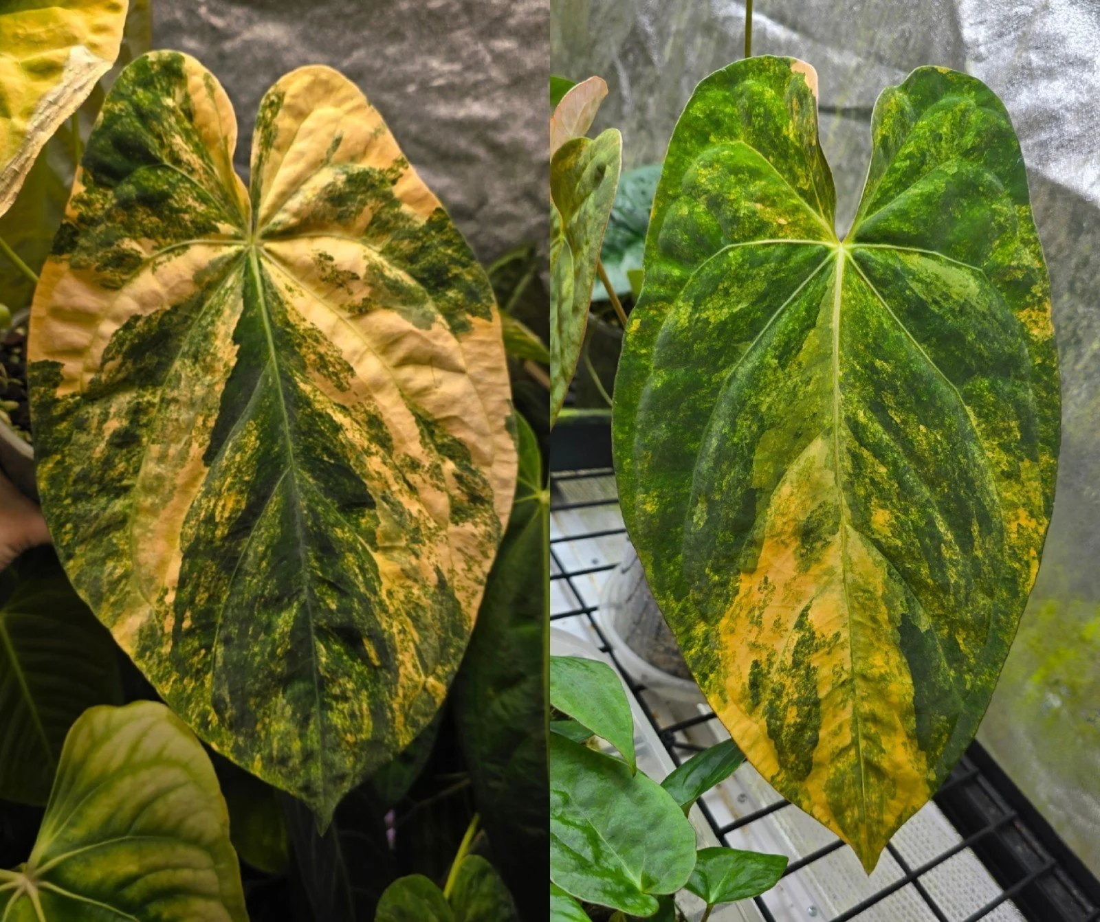 Anthurium (Variegated Forgetii x Papillilaminum) x (Variegated Papillilaminum x Dressleri) –Variegated |