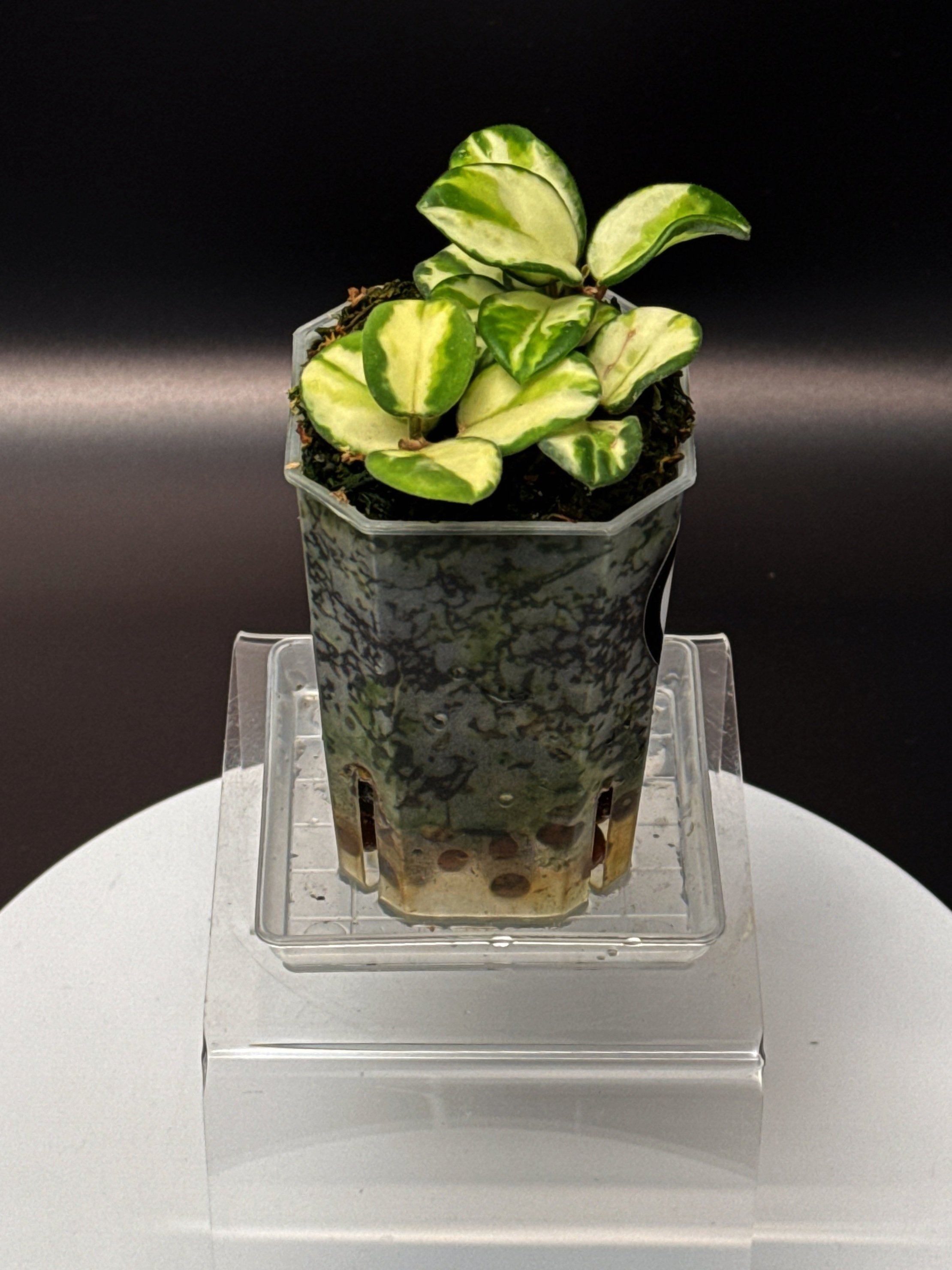 Hoya Mathilde Variegated | Shop Ultra Rare Hoya in Sydney, Australia | Melty Plants E-Store Online