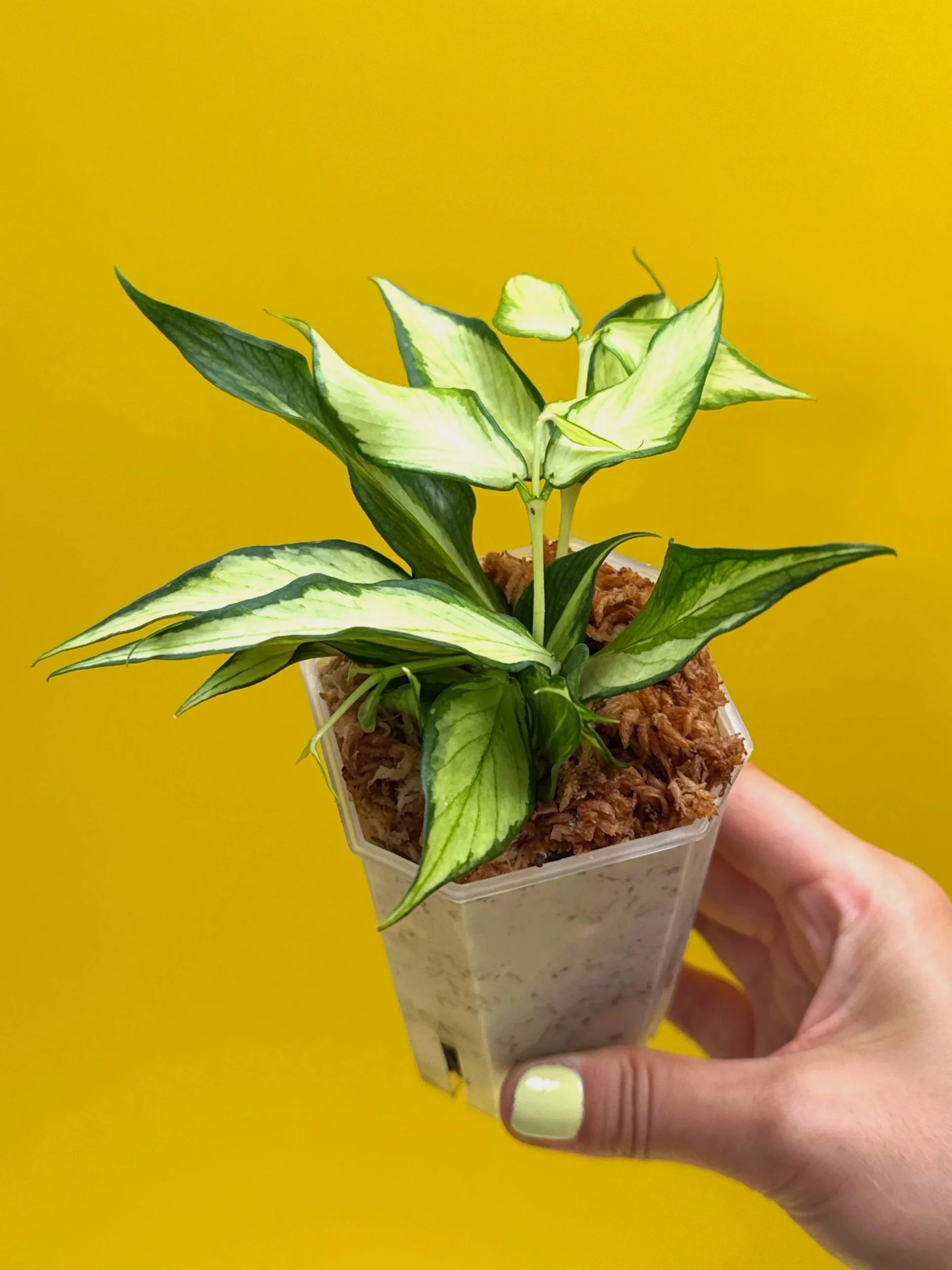 Hoya Polyneura Albomarginata Inner Variegated multi-planted in Small Square Clear Pot for sale | Shop Rare Variegated Hoya Houseplants in Sydney, Australia | Melty Plants E-Store, Online