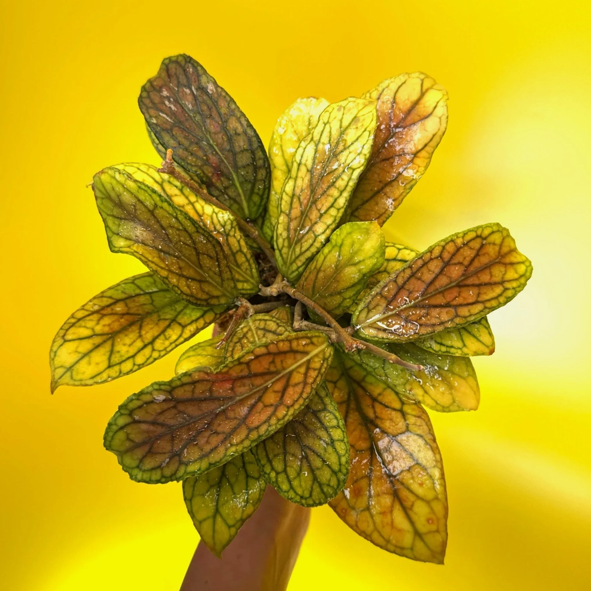 HOYA Tanggamus
