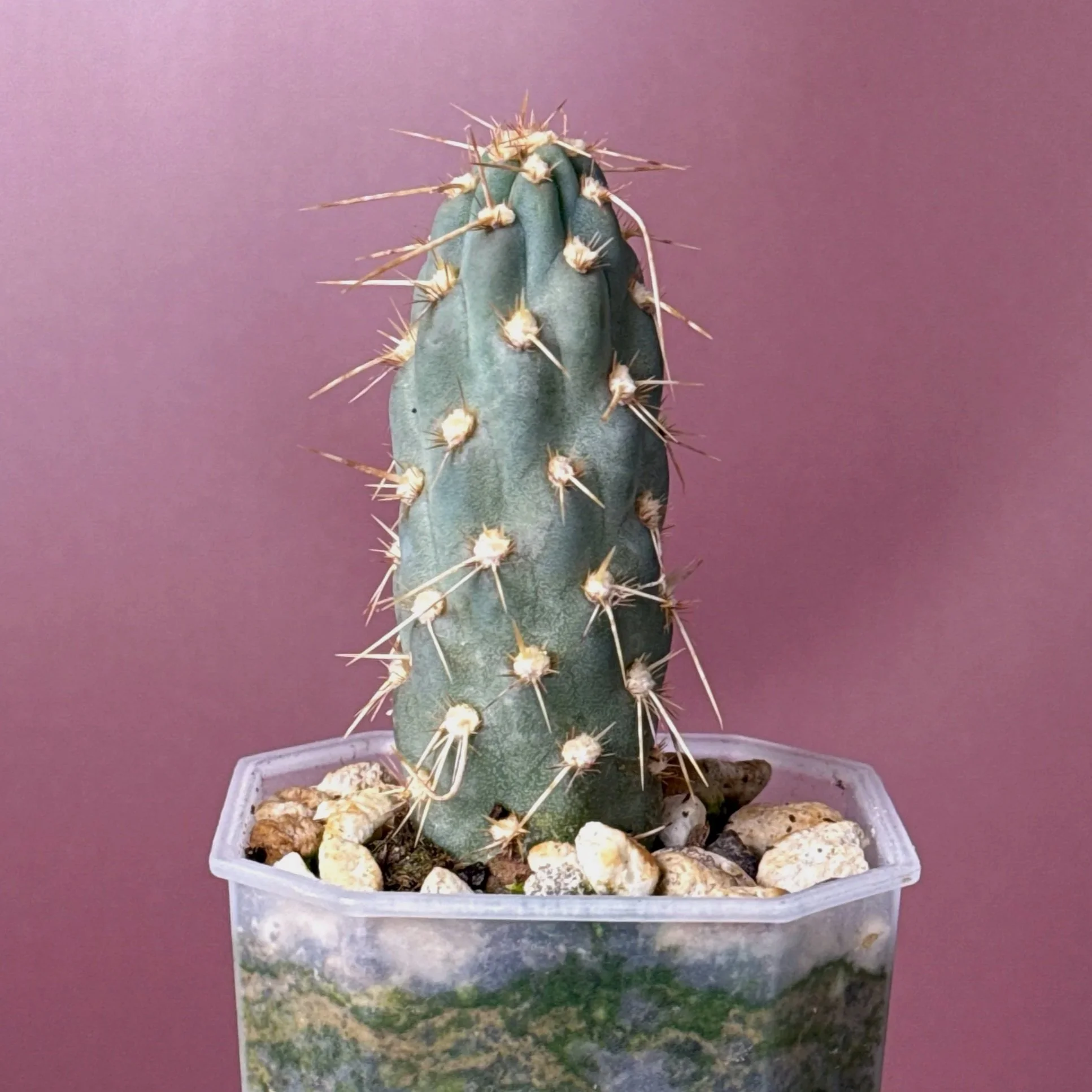 Cactus Miqueliopuntia Miquelii | Shop rare blue + spiked Cacti in Sydney, Australia | Melty Plants E-Store, Online