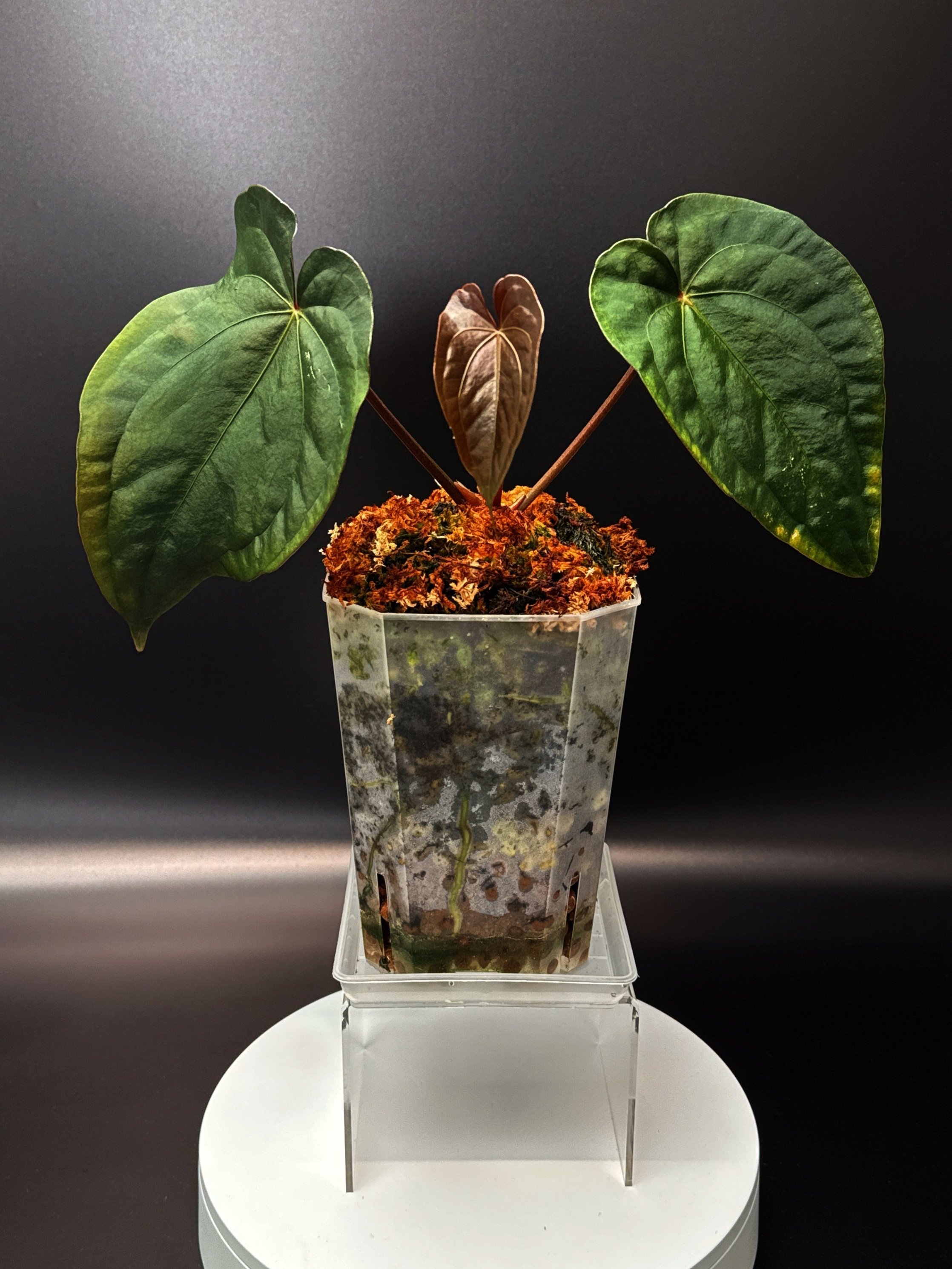ANTHURIUM RNK027 (Forgetii x Dark Papillilaminum) x (Midnight Velvet x Luxurians) | Shop Rare Anthurium Houseplants in Sydney, Australia | Melty Plants E-Store, Online