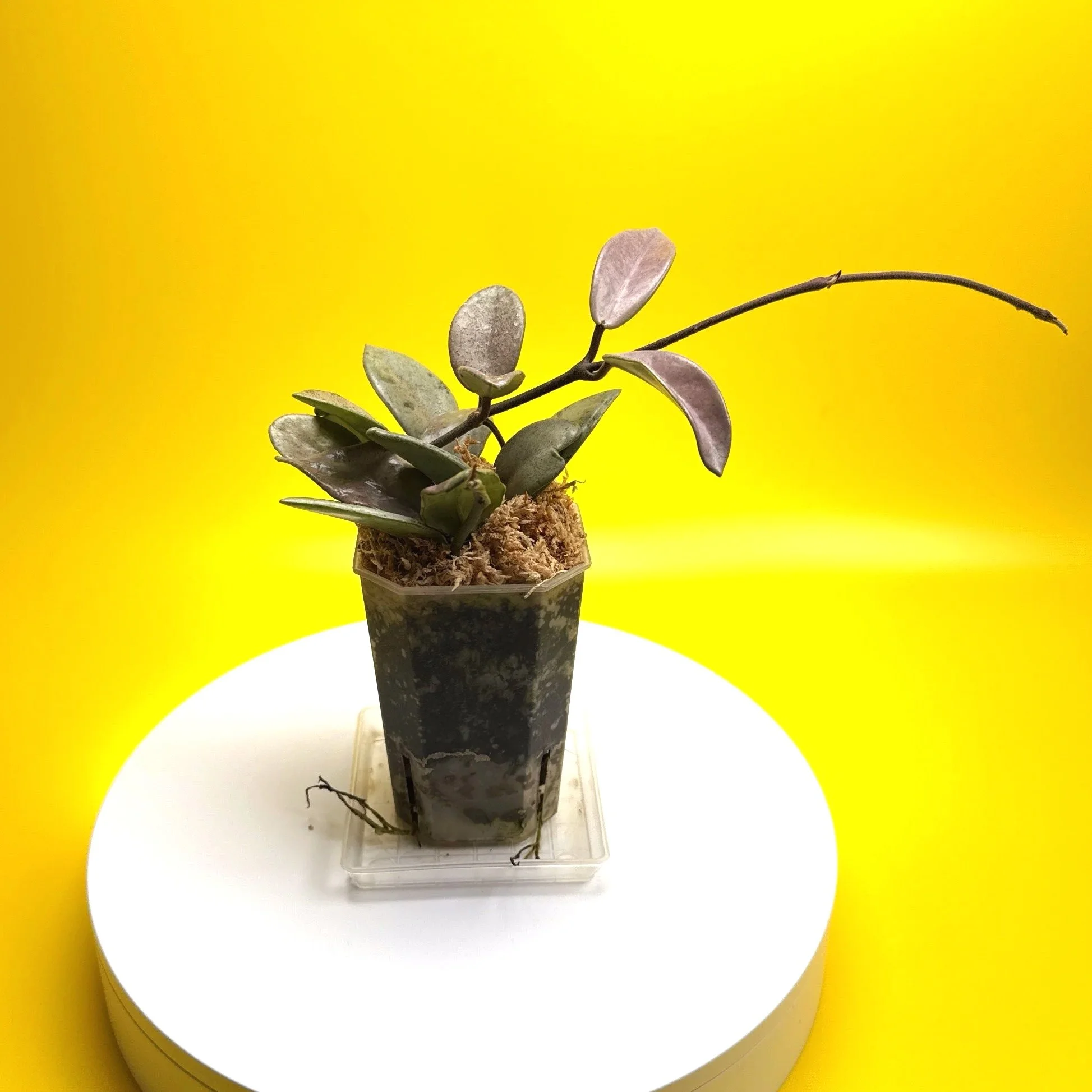 Hoya Carnosa Wilbur Graves Super Silver in 100mm clear pot | Shop Rare Hoya Houseplants from Sydney, Australia | Melty Plants E-Store Online