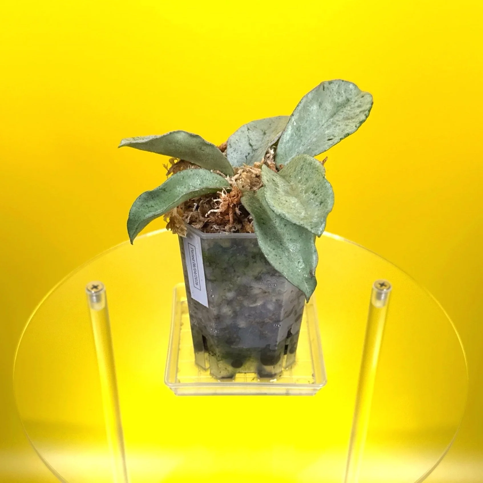 Hoya Carnosa Grey Ghost | Shop Rare Silver Hoya Houseplants | Melty Plants Australia