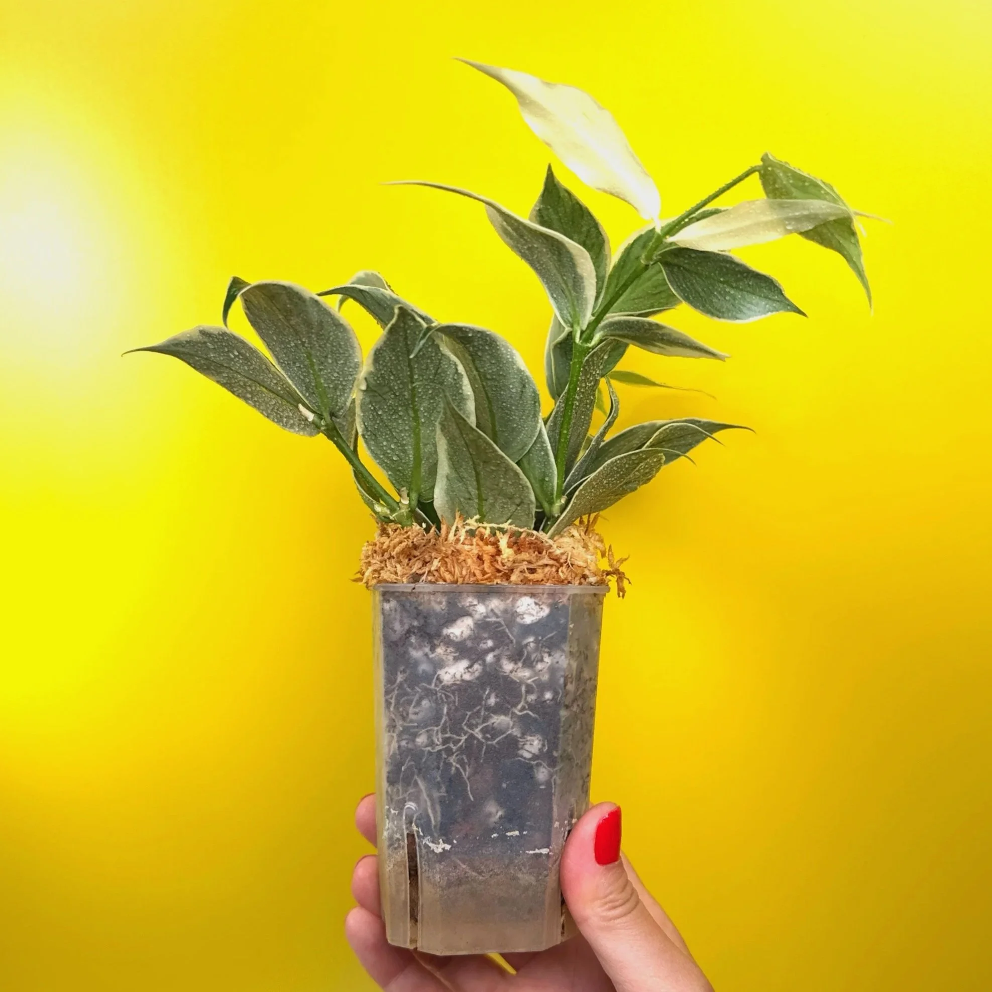 Hoya Polyneura Albomarginata 'Variegated Fishtail' Plant