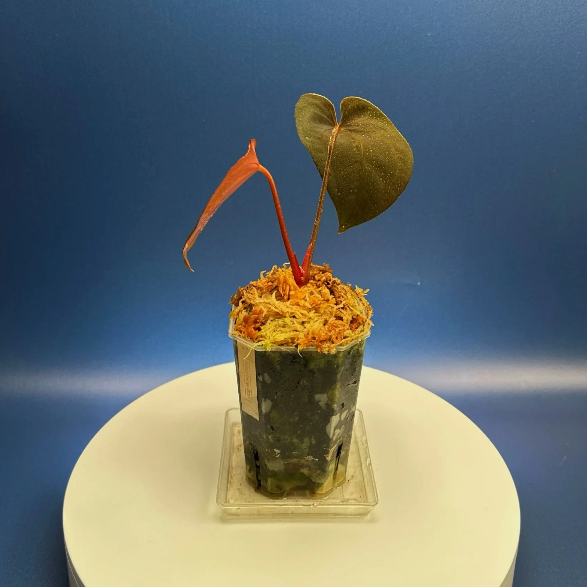 Anthurium Magnificum x Red Vein Dark Phoenix | Shop Rare Anthuriums online from Sydney, Australia | Melty Plants E-Store, Online
