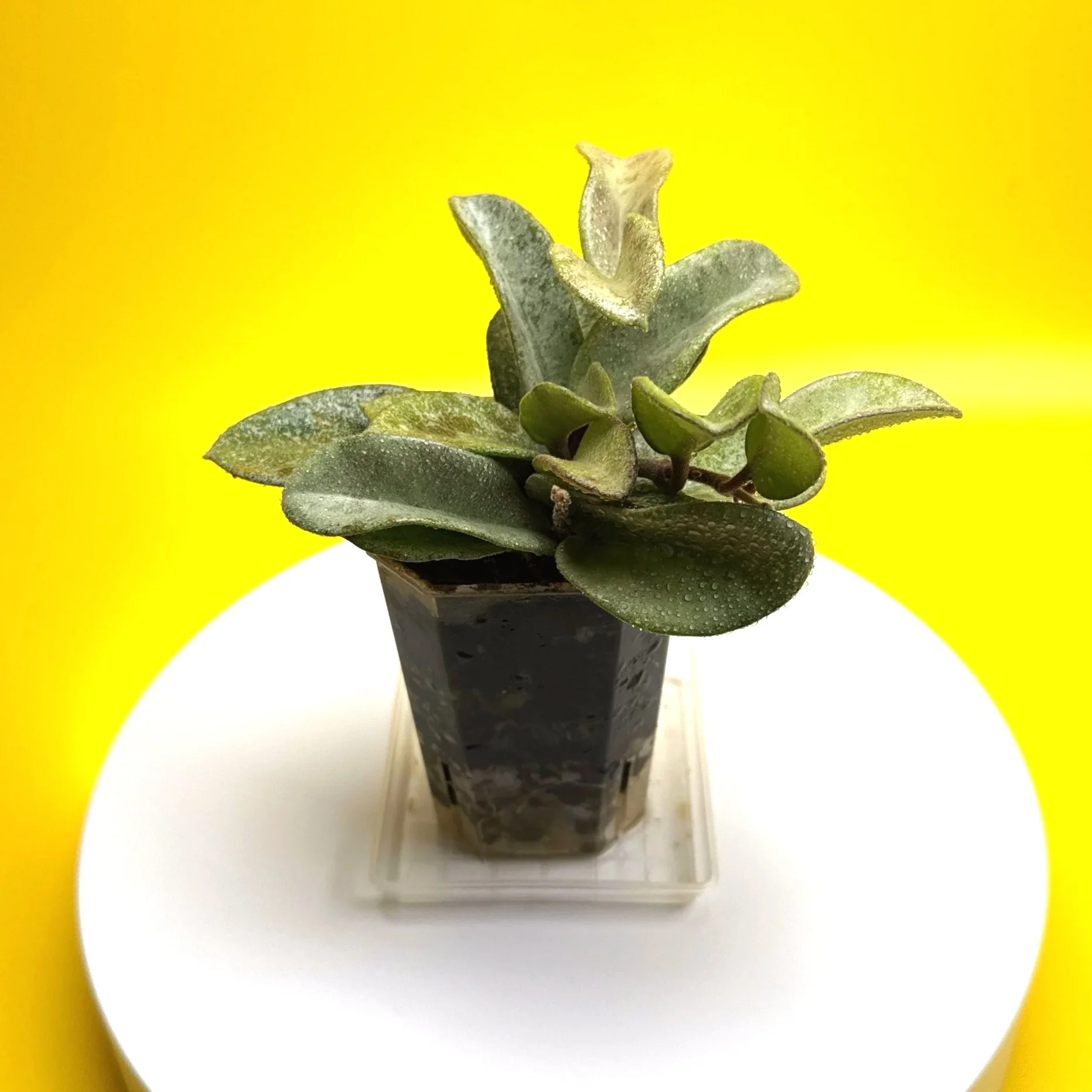 Hoya Carnosa Grey Ghost | Shop Rare Silver Hoya Houseplants | Melty Plants Australia