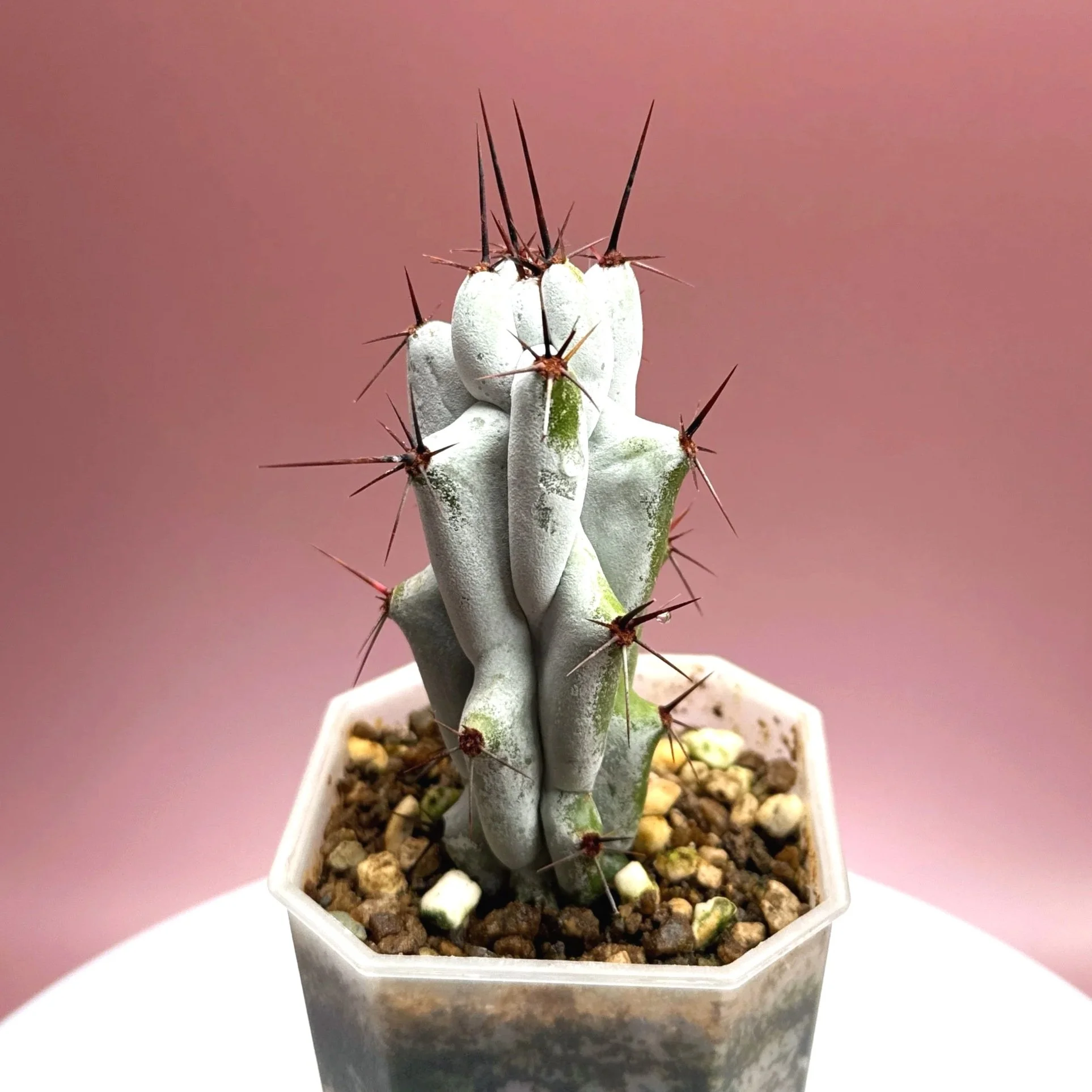 Cactus Stenocereus Beneckei 'Caterpillar' | Shop Rare White Cacti Plants in Sydney, Australia | Melty Plants E-Store Online
