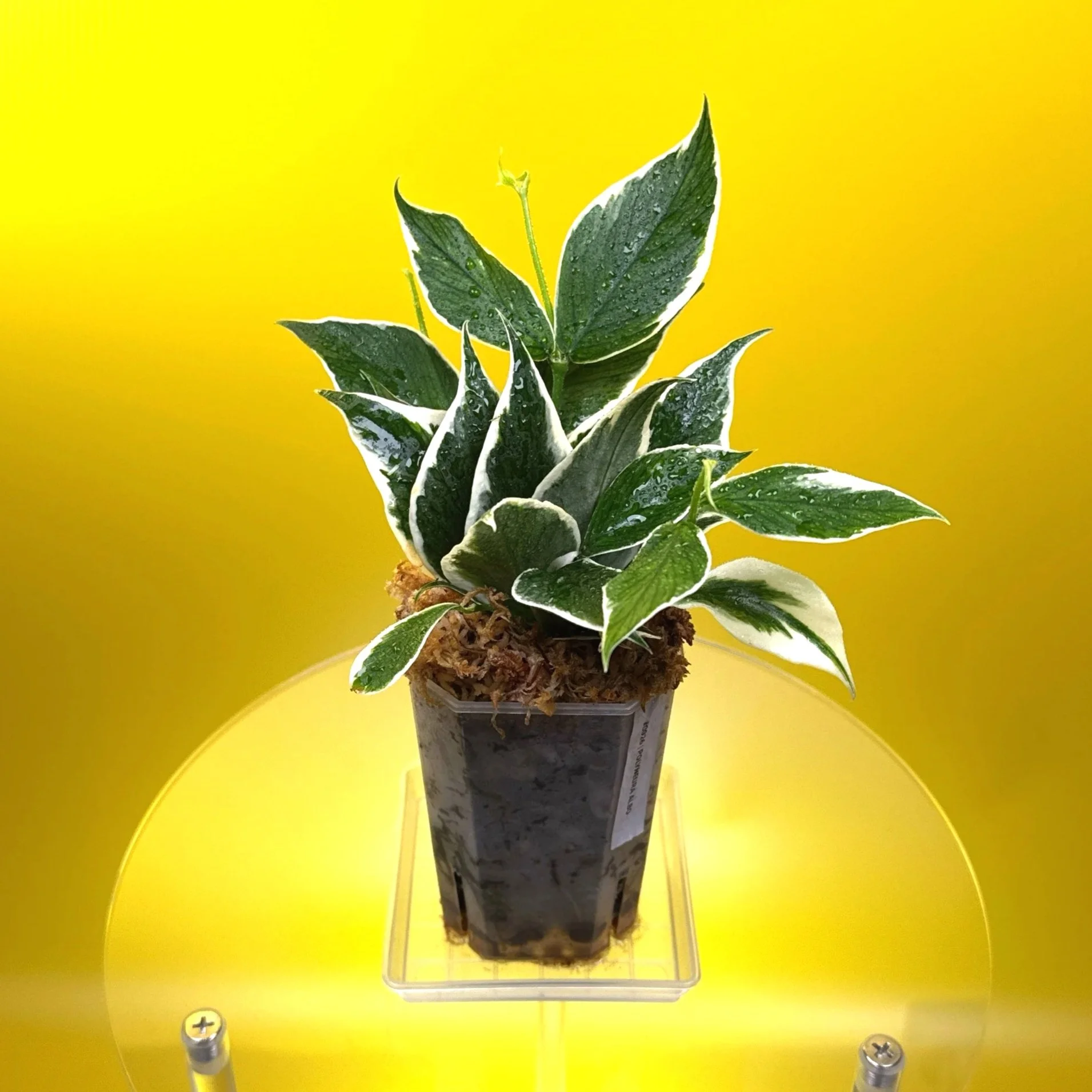 Hoya Polyneura Albomarginata | Shop Rare Hoya Houseplants in Sydney, Australia | Melty Plants E-Store, Online