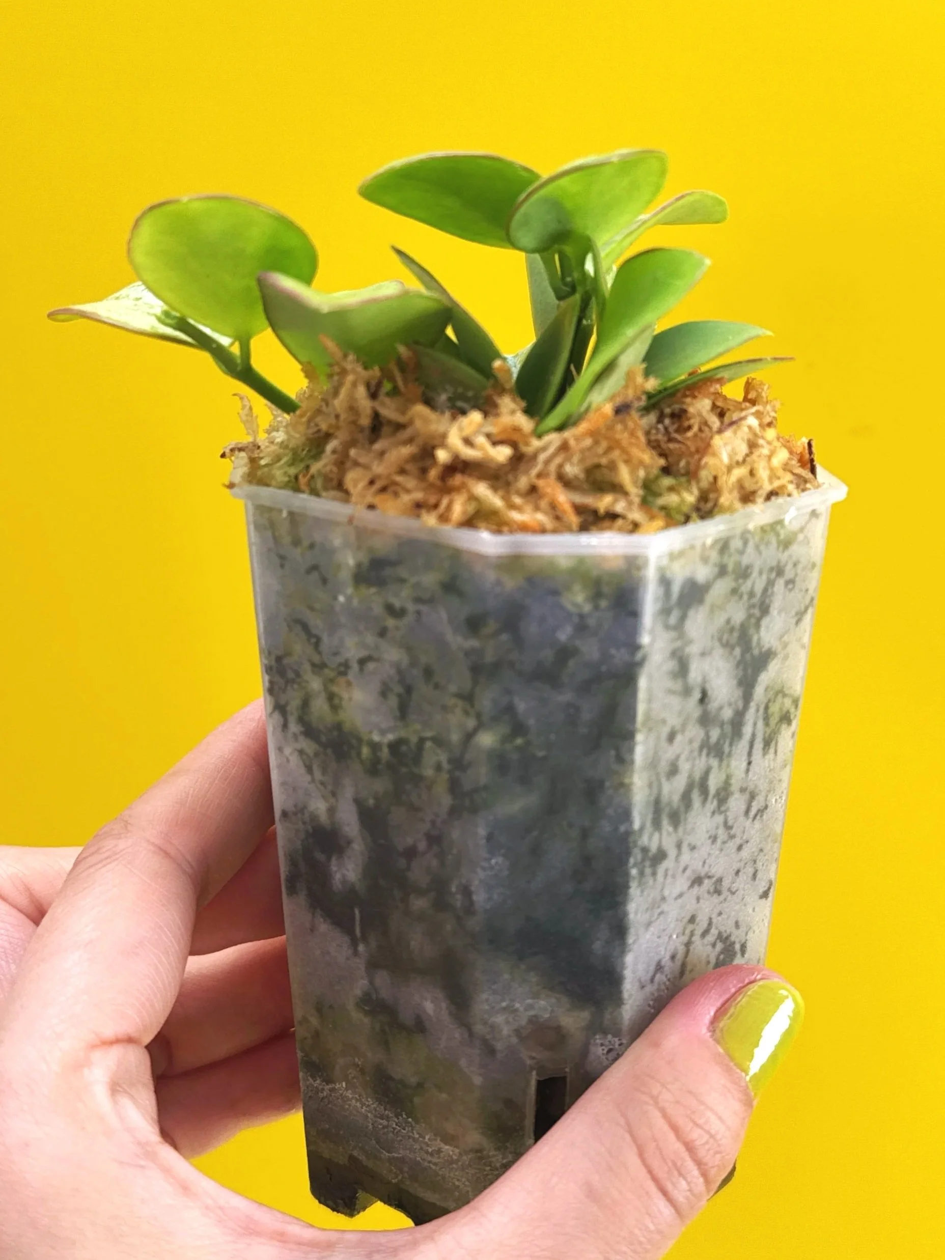 Hoya Collina in a small clear square pot for sale | Shop Rare Hoya Plants in Sydney, Australia | Melty Plants E-Store, Online