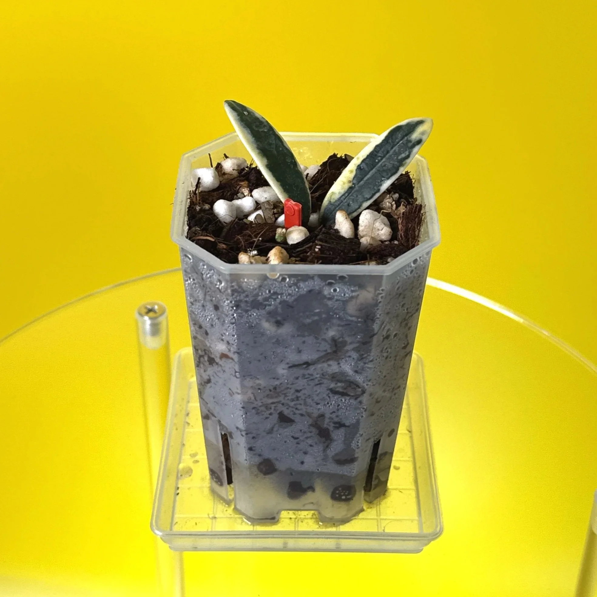 Hoya Lyi Prism Albomarginata True Form 'Dotted Margin' | Shop Ultra Rare Hoya Houseplants in Sydney, Australia | Melty Plants E-Store, Online