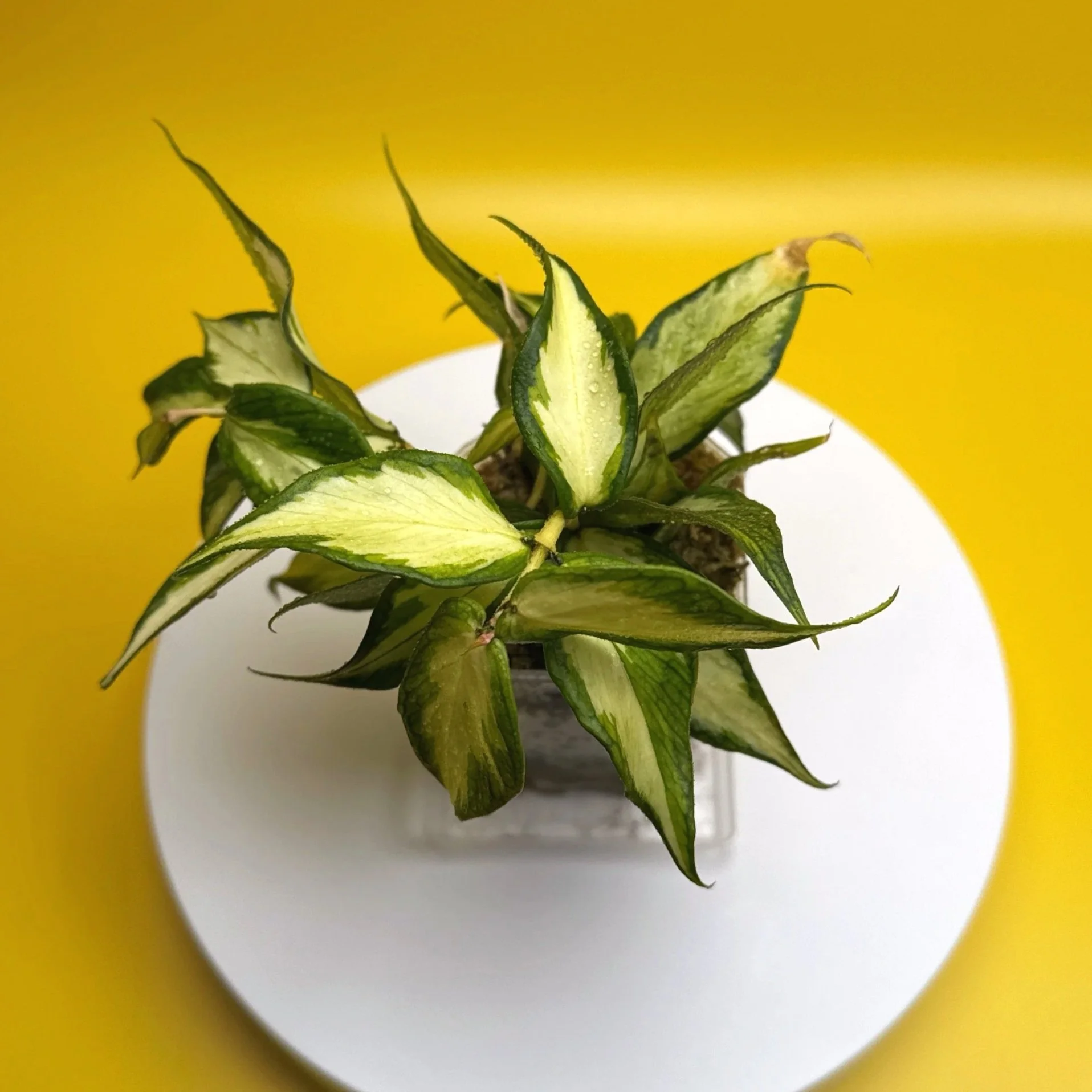 Hoya Polyneura Albomarginata Inner Variegated plant in pot