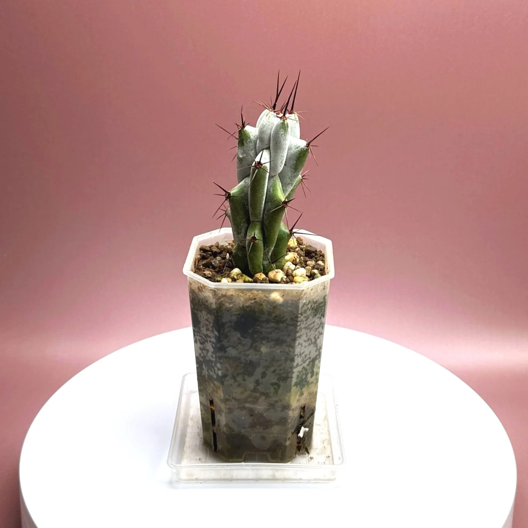 Cactus Stenocereus Beneckei 'Caterpillar' | Shop Rare White Cacti Plants in Sydney, Australia | Melty Plants E-Store Online