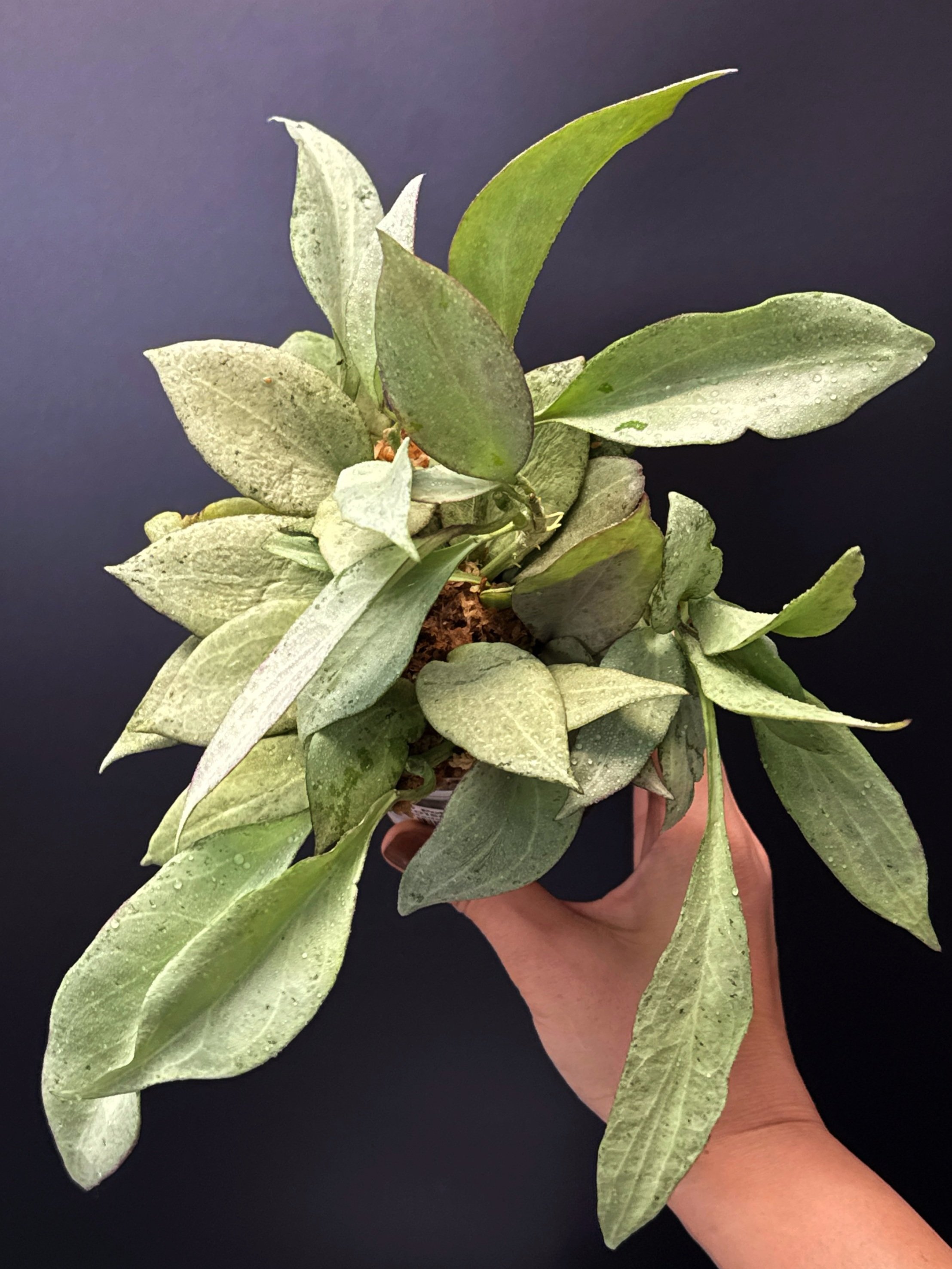 HOYA Nicholsoniae New Guinea Ghost