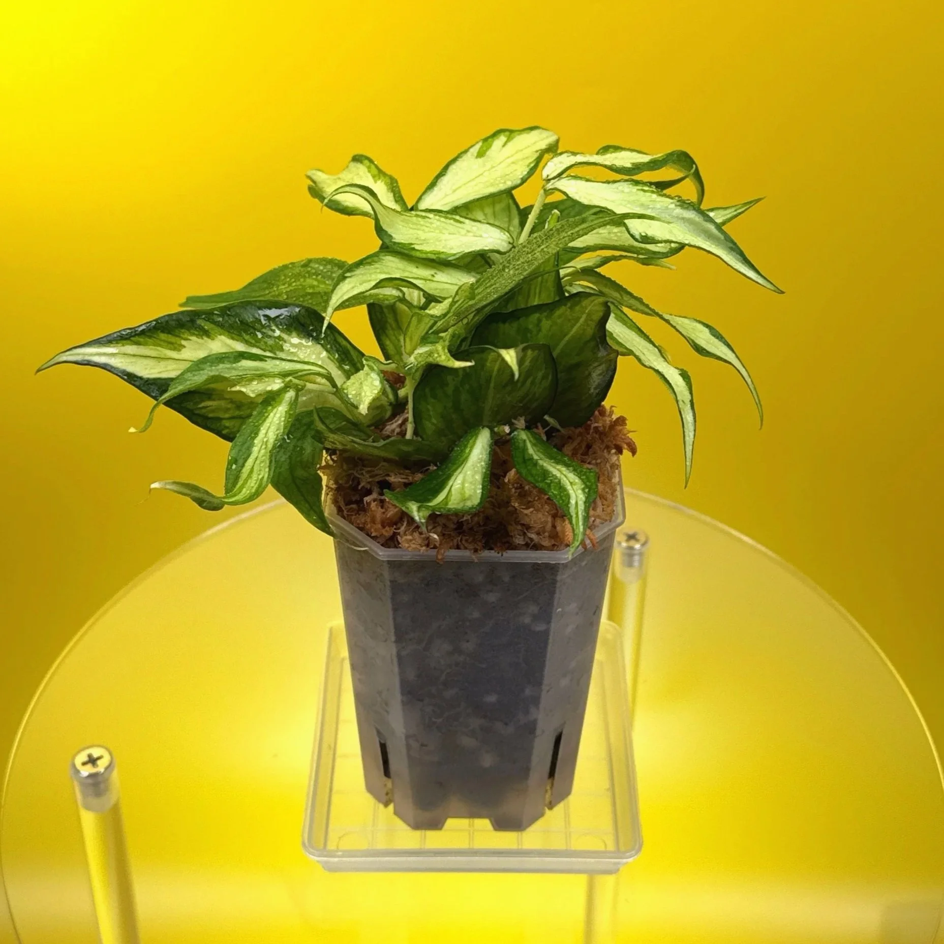 Hoya Polyneura Albomarginata Inner Variegated multi-planted in Small Square Clear Pot for sale | Shop Rare Variegated Hoya Houseplants in Sydney, Australia | Melty Plants E-Store, Online