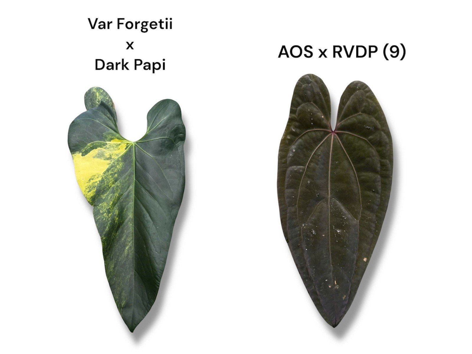 Anthurium (Var. Forgetii x Dark Pap) x (AOS x RVDP) – Variegated | Shop Ultra Rare Variegated Anthuriums online from Sydney, Australia | Melty Plants E-Store, Online