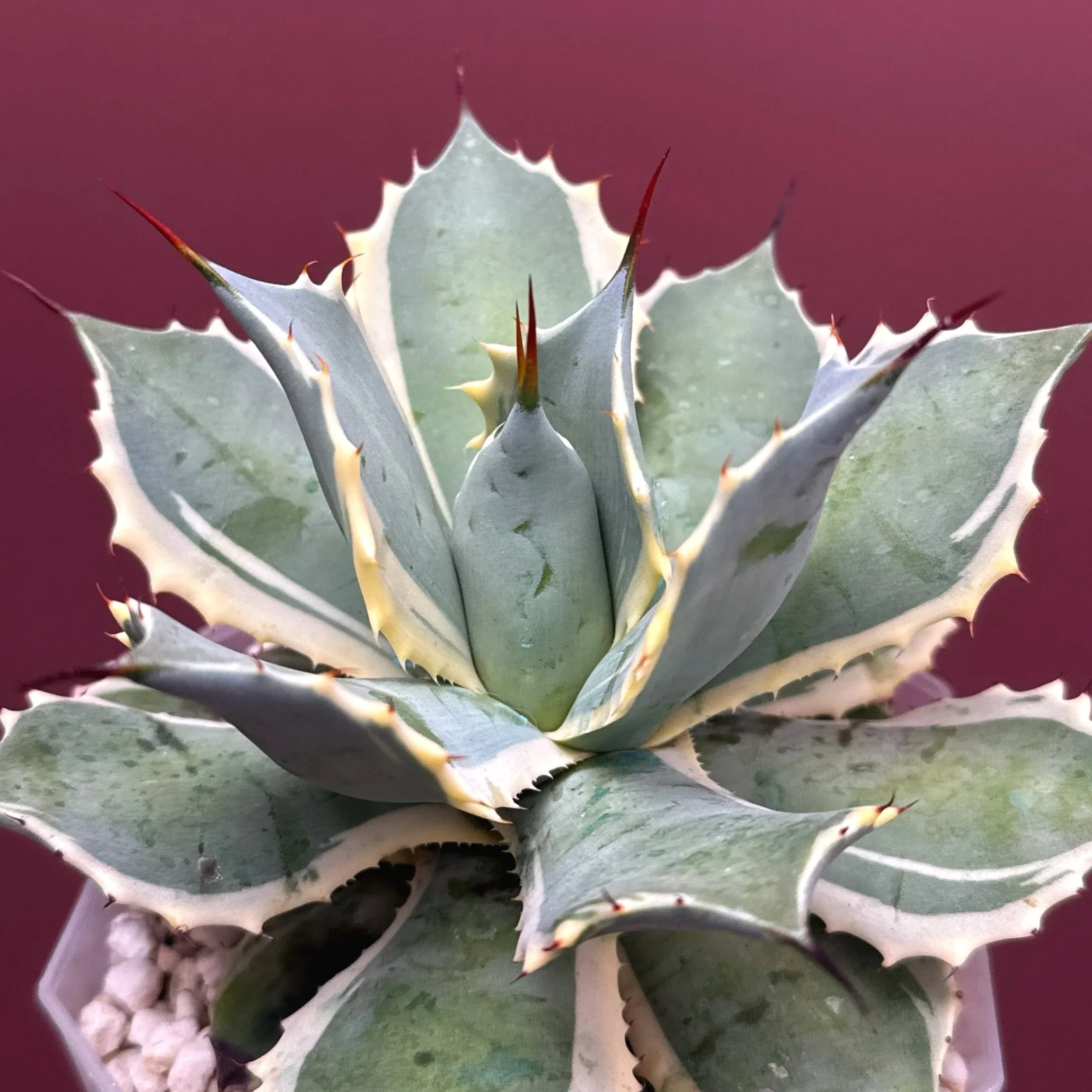 AGAVE Potatorum 'EyeScream'