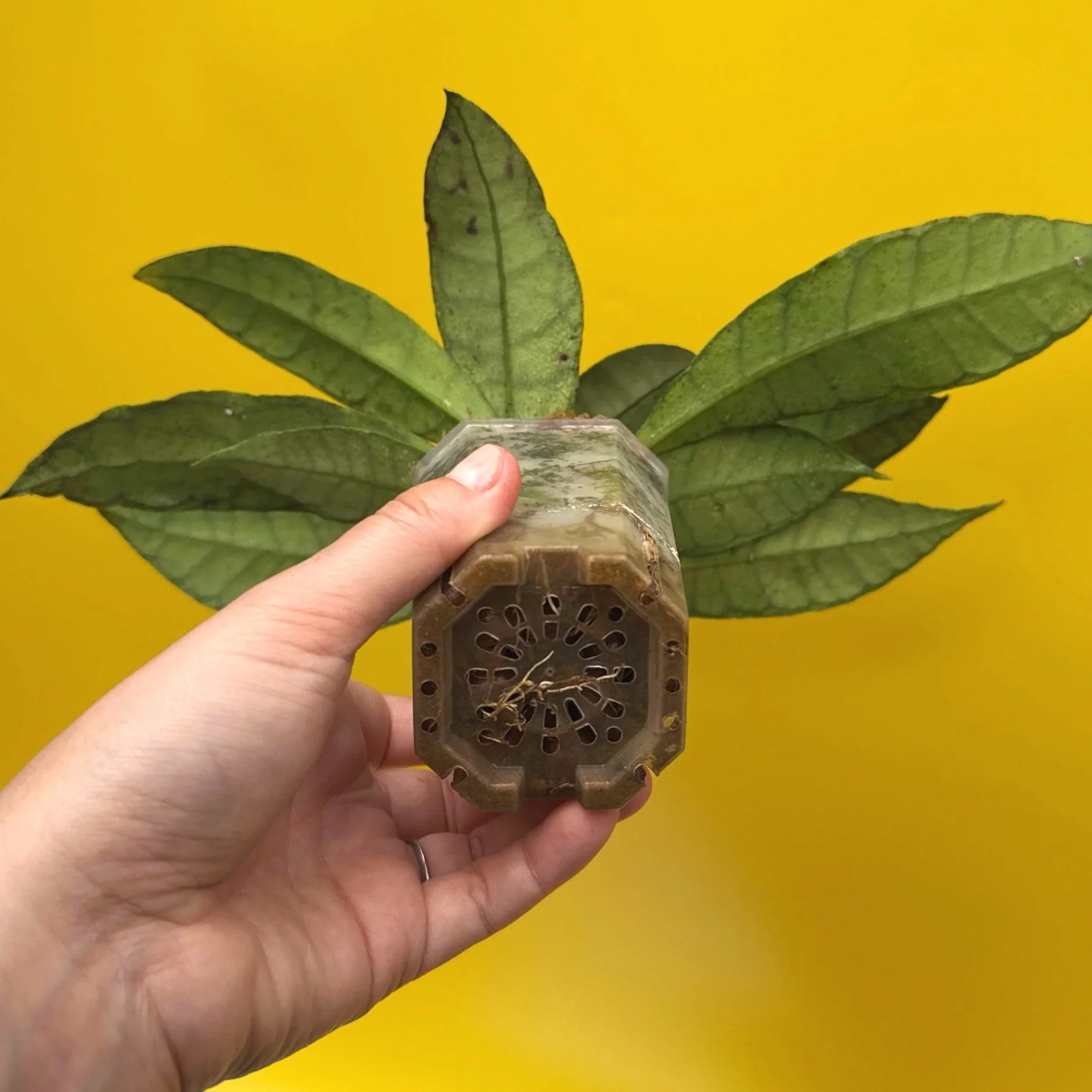 Hoya Callistophylla sp. Kalimantan | Shop Rare Hoya Plants in Sydney, Australia | Melty Plants Australia E-Store, Online