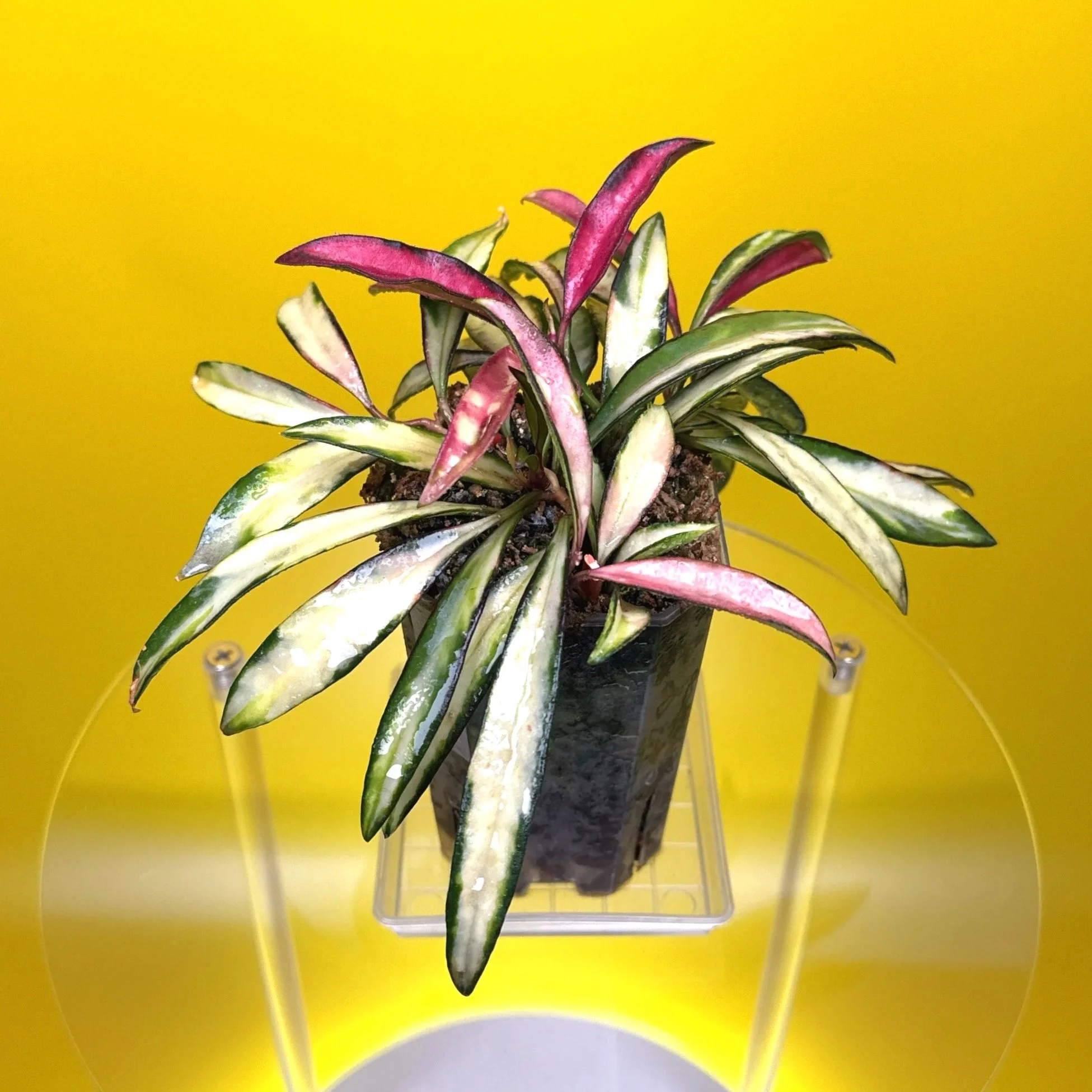 Hoya Wayetii Variegata | Shop Rare and Variegated Hoya Houseplants in Sydney, Australia | Melty Plants Australia E-Store, Online