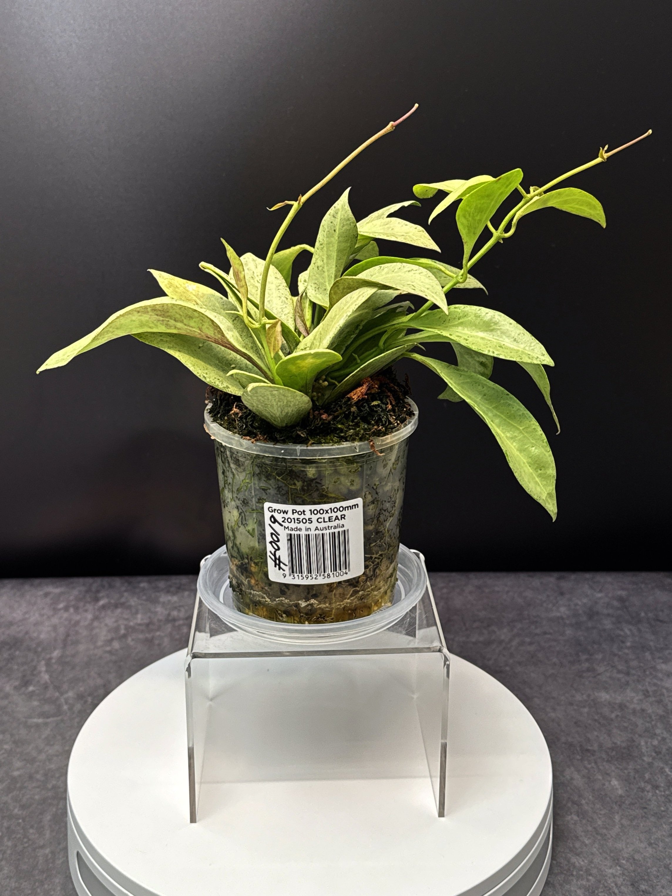 Hoya Nicholsoniae New Guinea Ghost multi-planted in 100mm Clear Pot for sale | Shop Rare Hoya Houseplants in Sydney, Australia | Melty Plants E-Store, Online