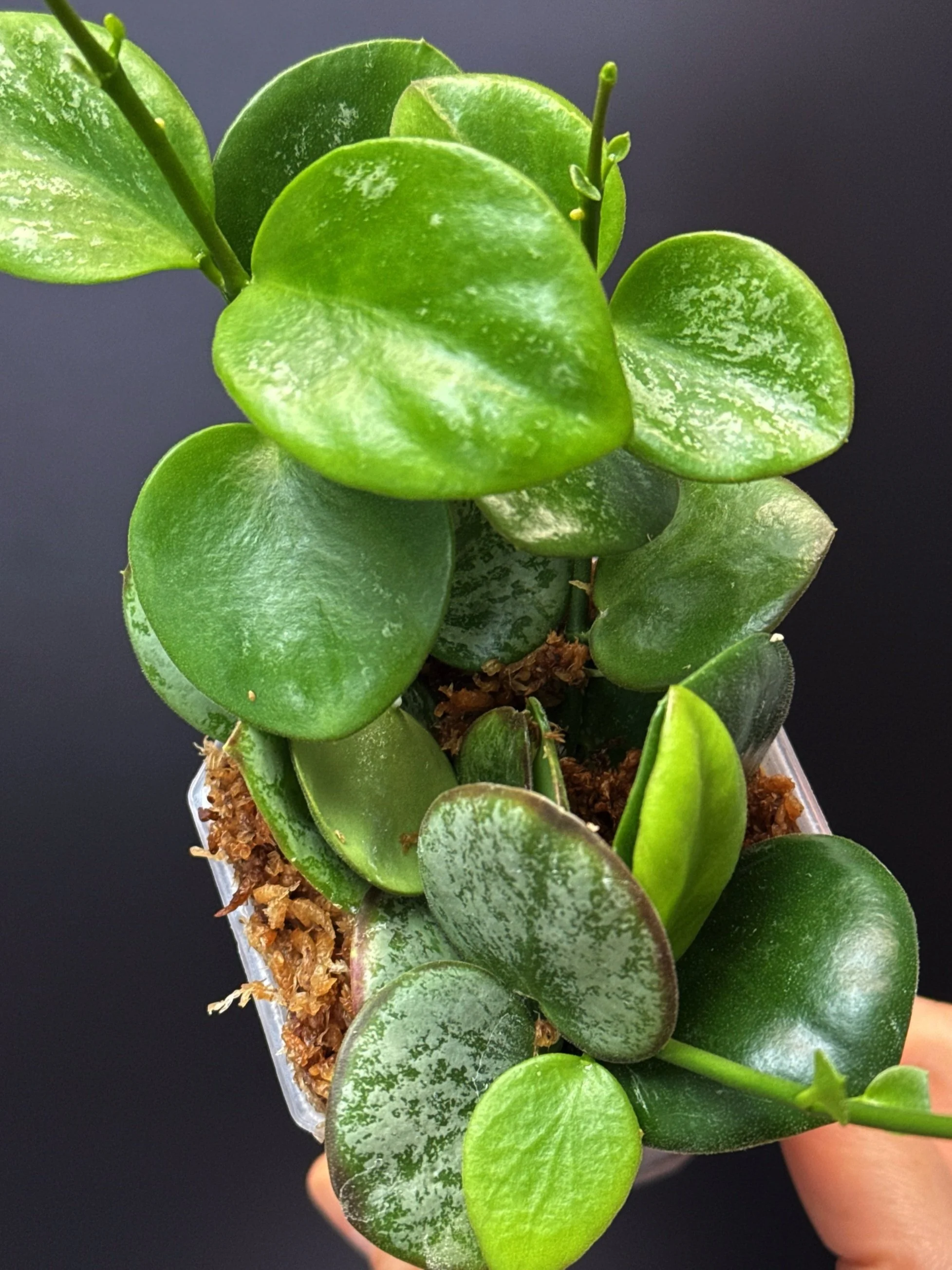 Hoya Collina in Small Square Pot | Shop Rare Hoya Plants in Sydney, Australia | Melty Plants E-Store, Online